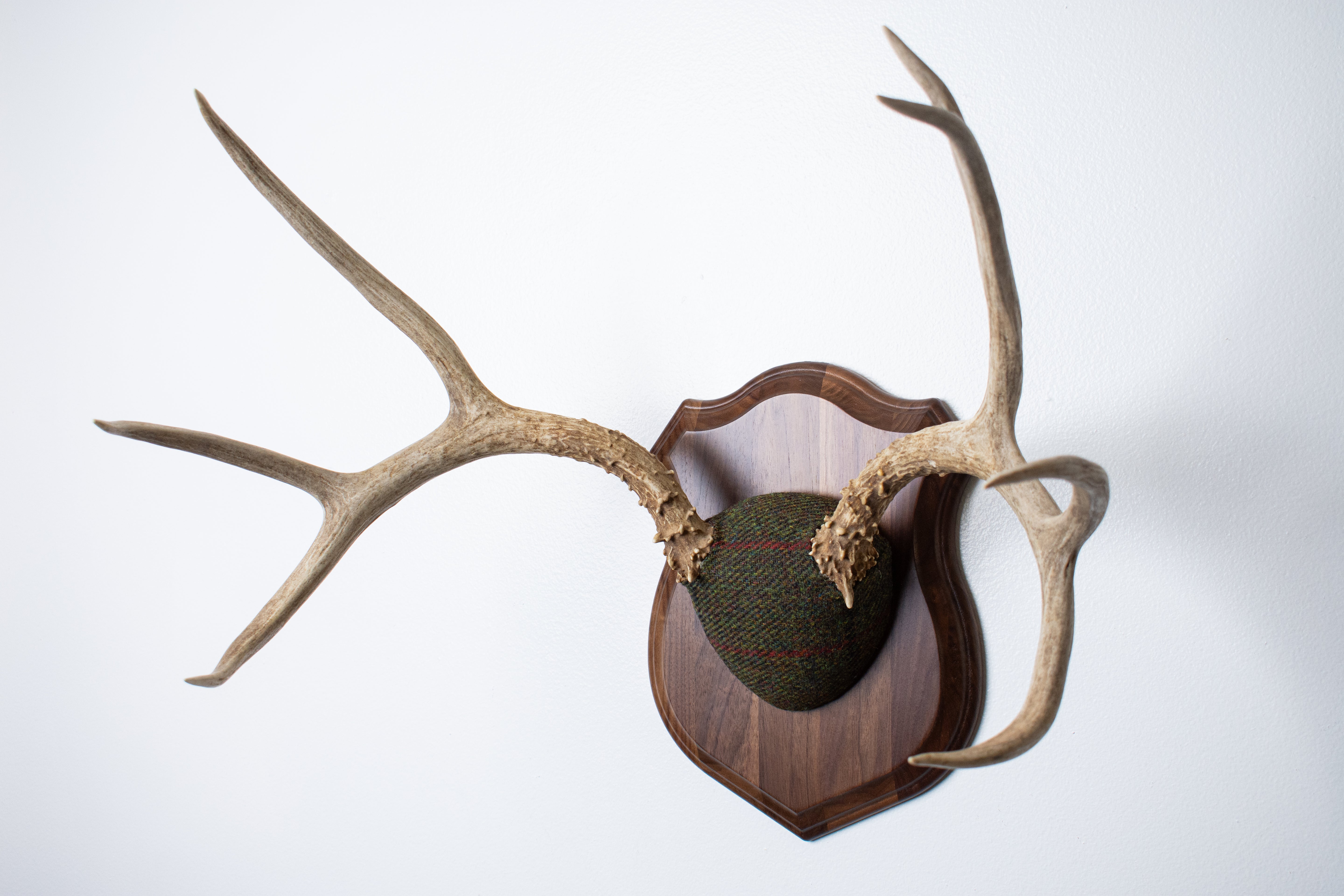 Mule Deer Antler Mount | Green, Black and Red Overcheck | 08