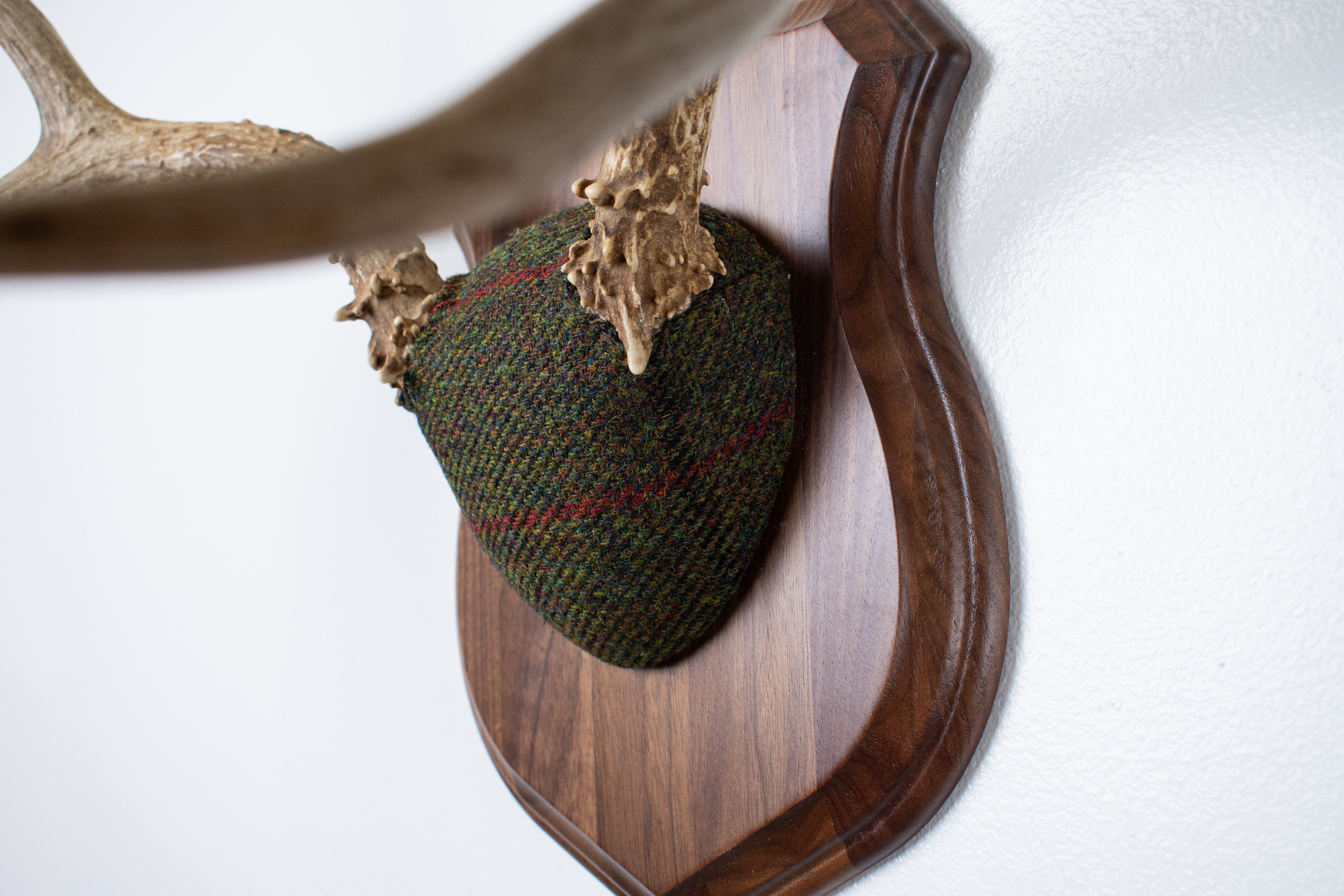 Mule Deer Antler Mount | Green, Black and Red Overcheck | 08