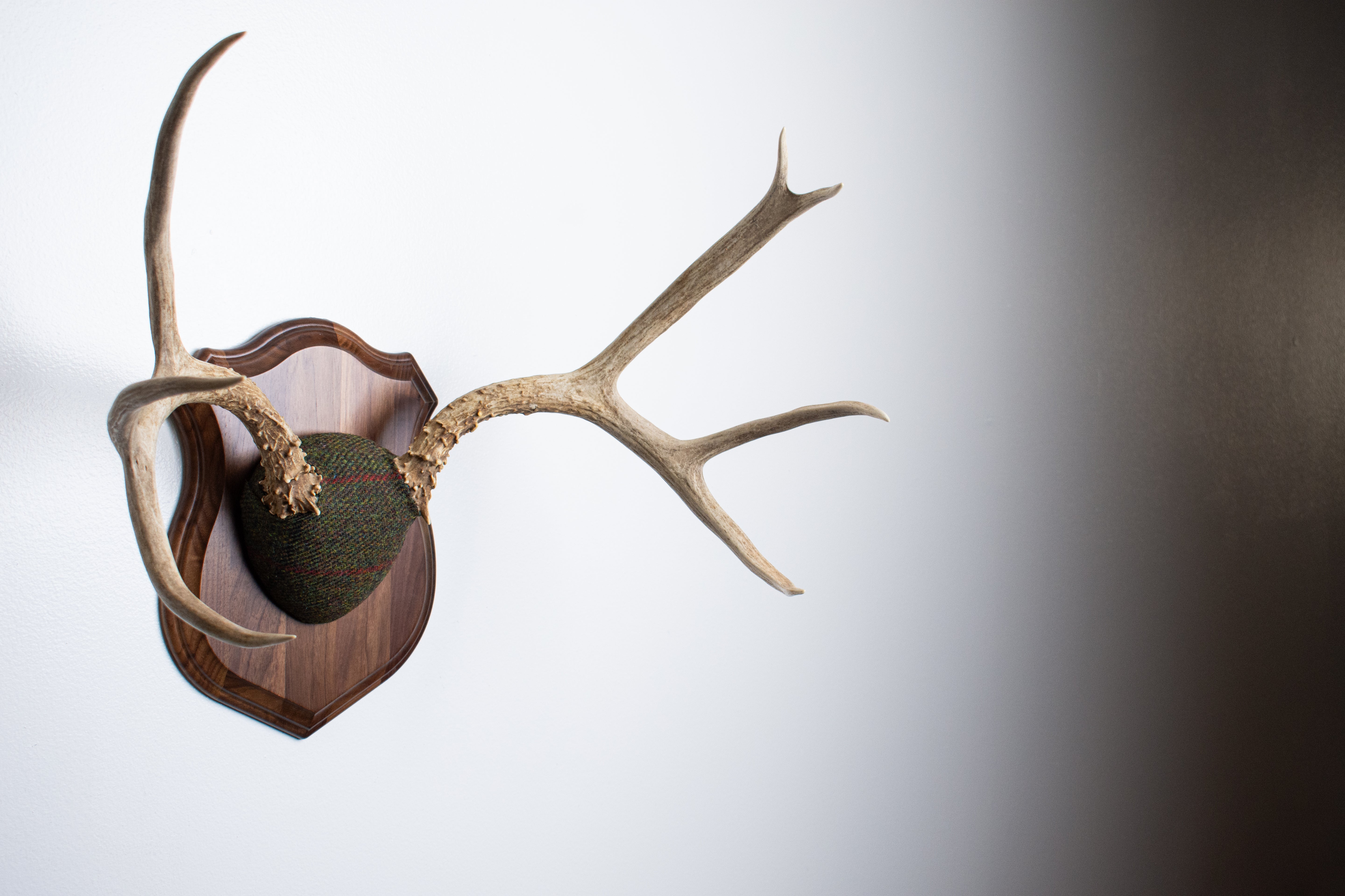 Mule Deer Antler Mount | Green, Black and Red Overcheck | 08