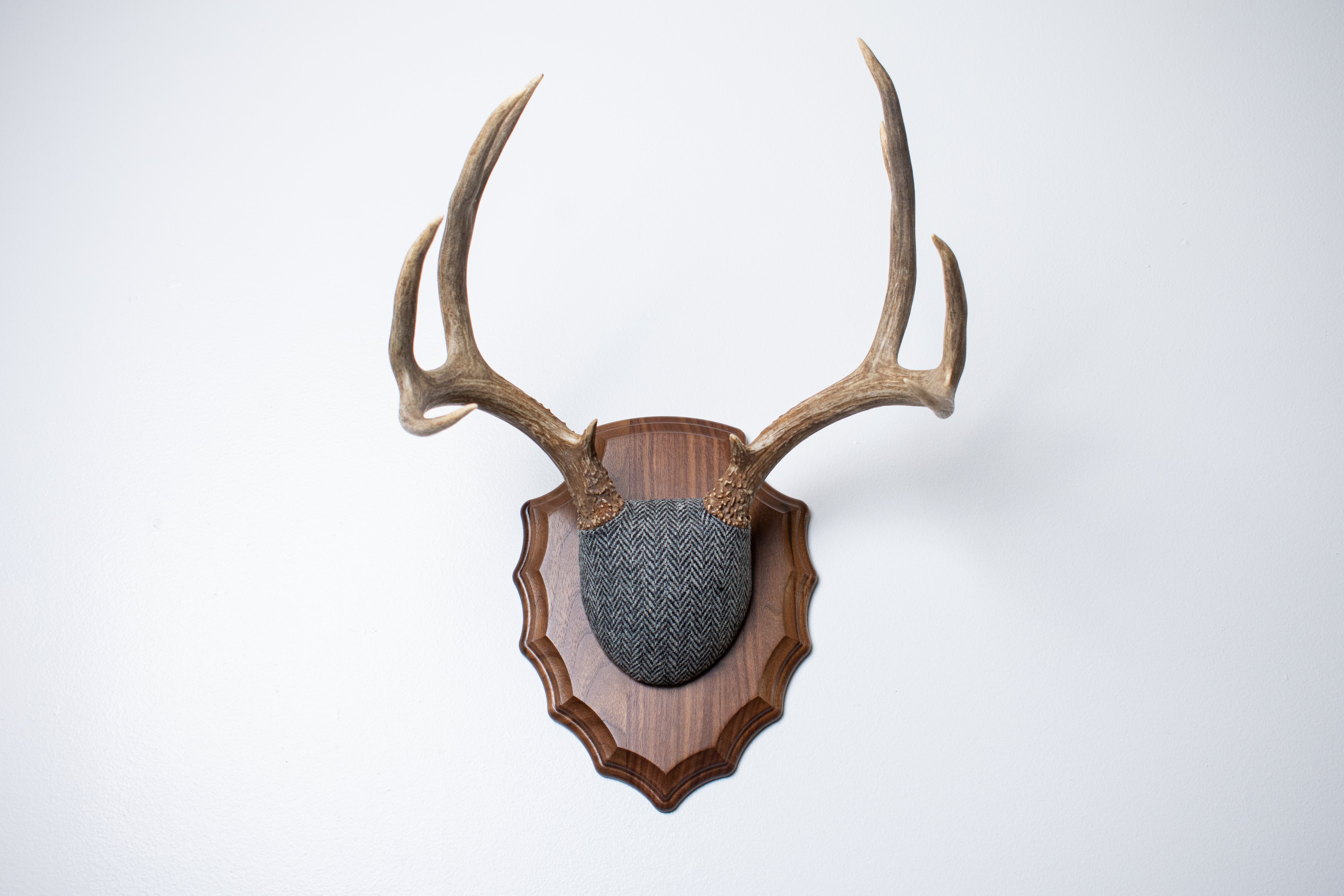 Mule Deer Antler Mount | Grey & Black Herringbone | 10