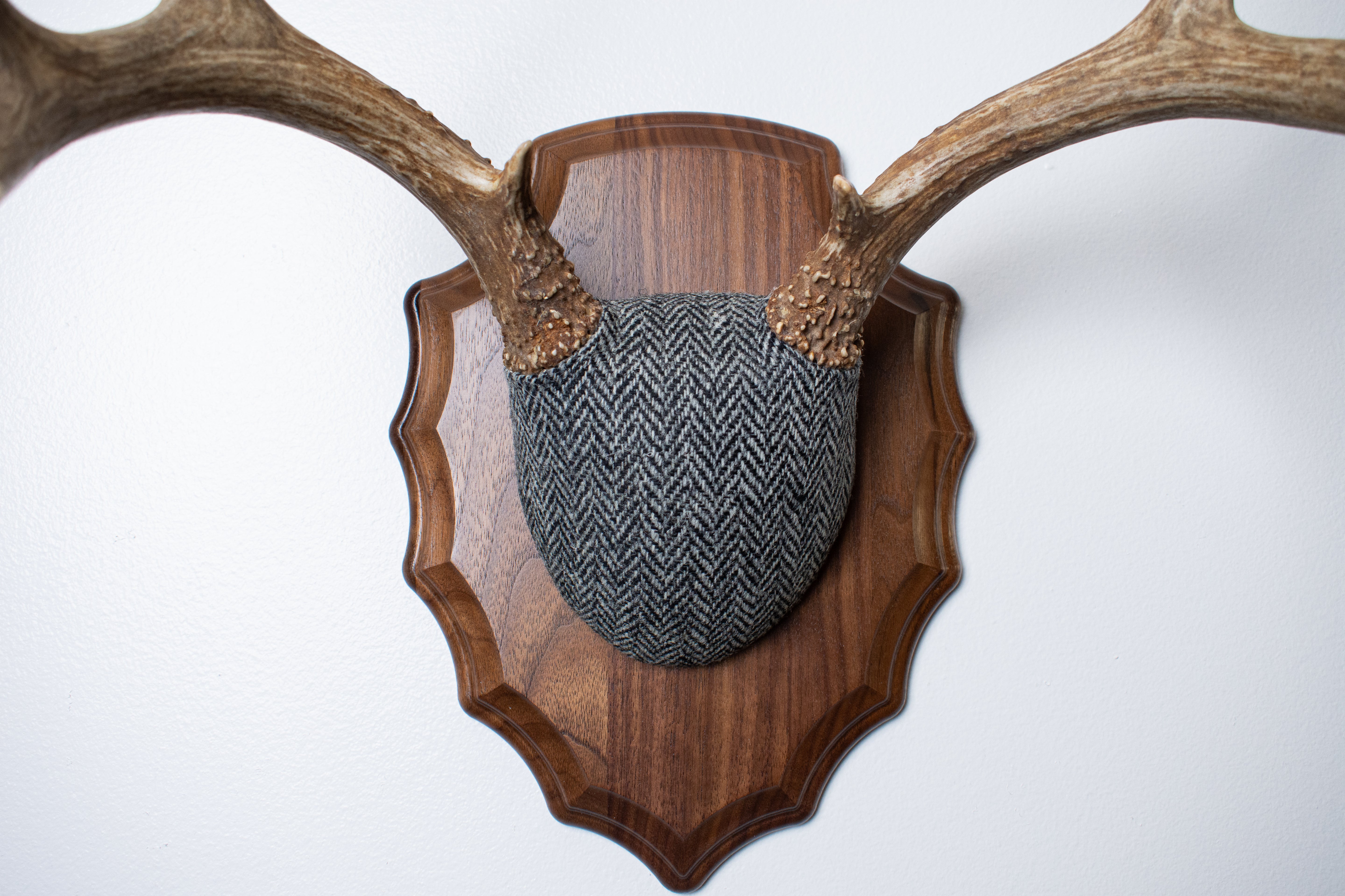 Mule Deer Antler Mount | Grey & Black Herringbone | 10