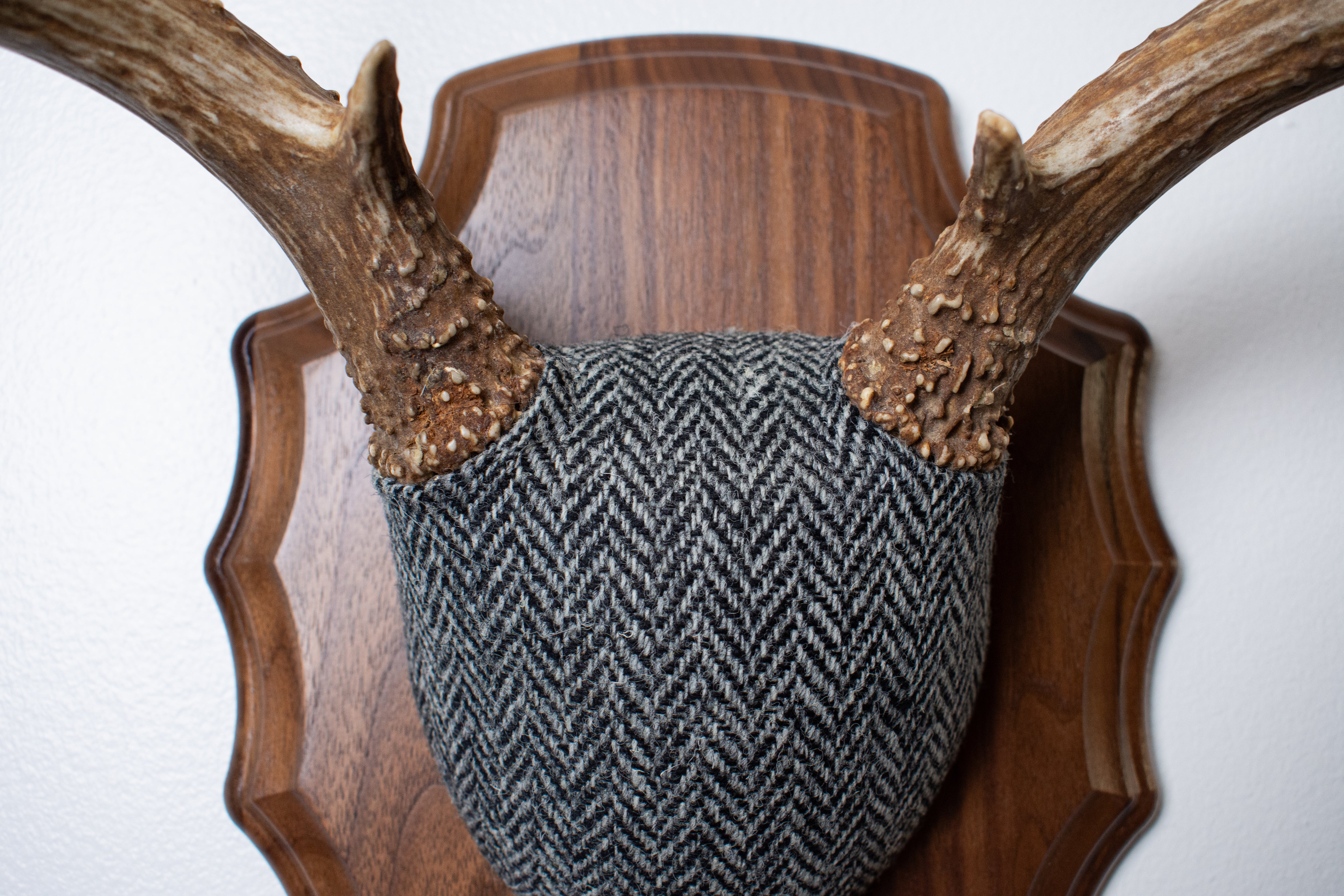 Mule Deer Antler Mount | Grey & Black Herringbone | 10