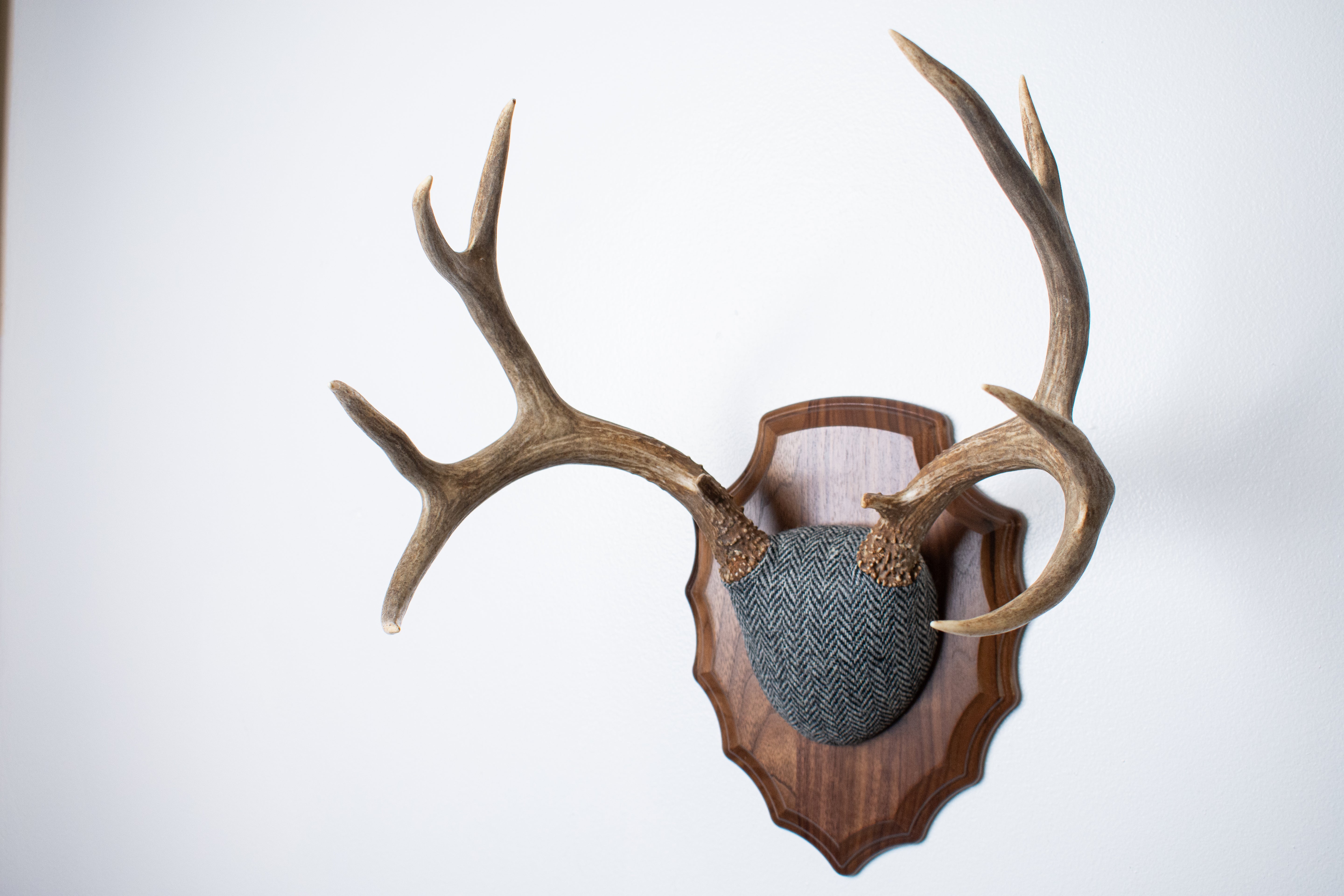 Mule Deer Antler Mount | Grey & Black Herringbone | 10