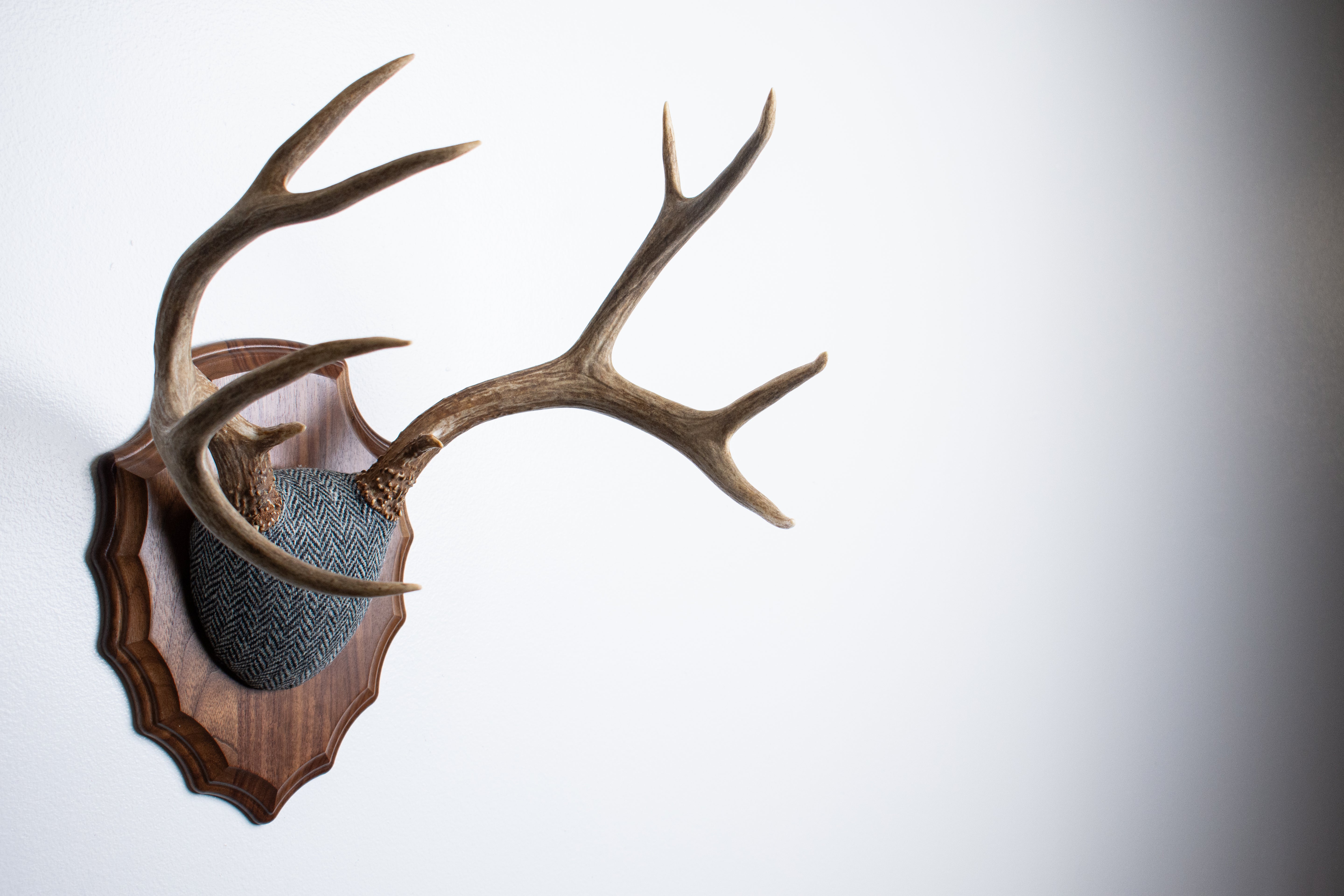 Mule Deer Antler Mount | Grey & Black Herringbone | 10