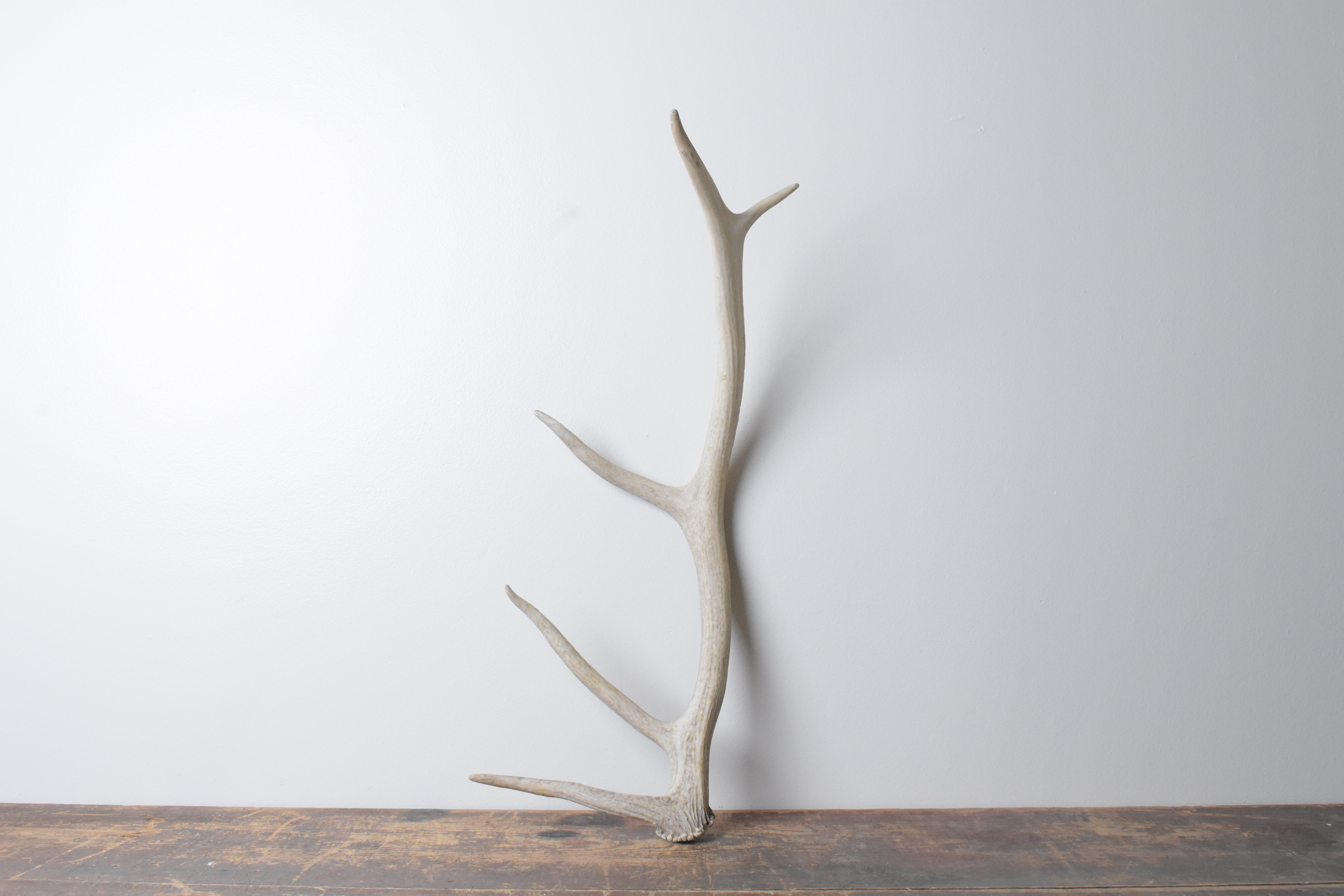 Elk Antler | Small Size | 70