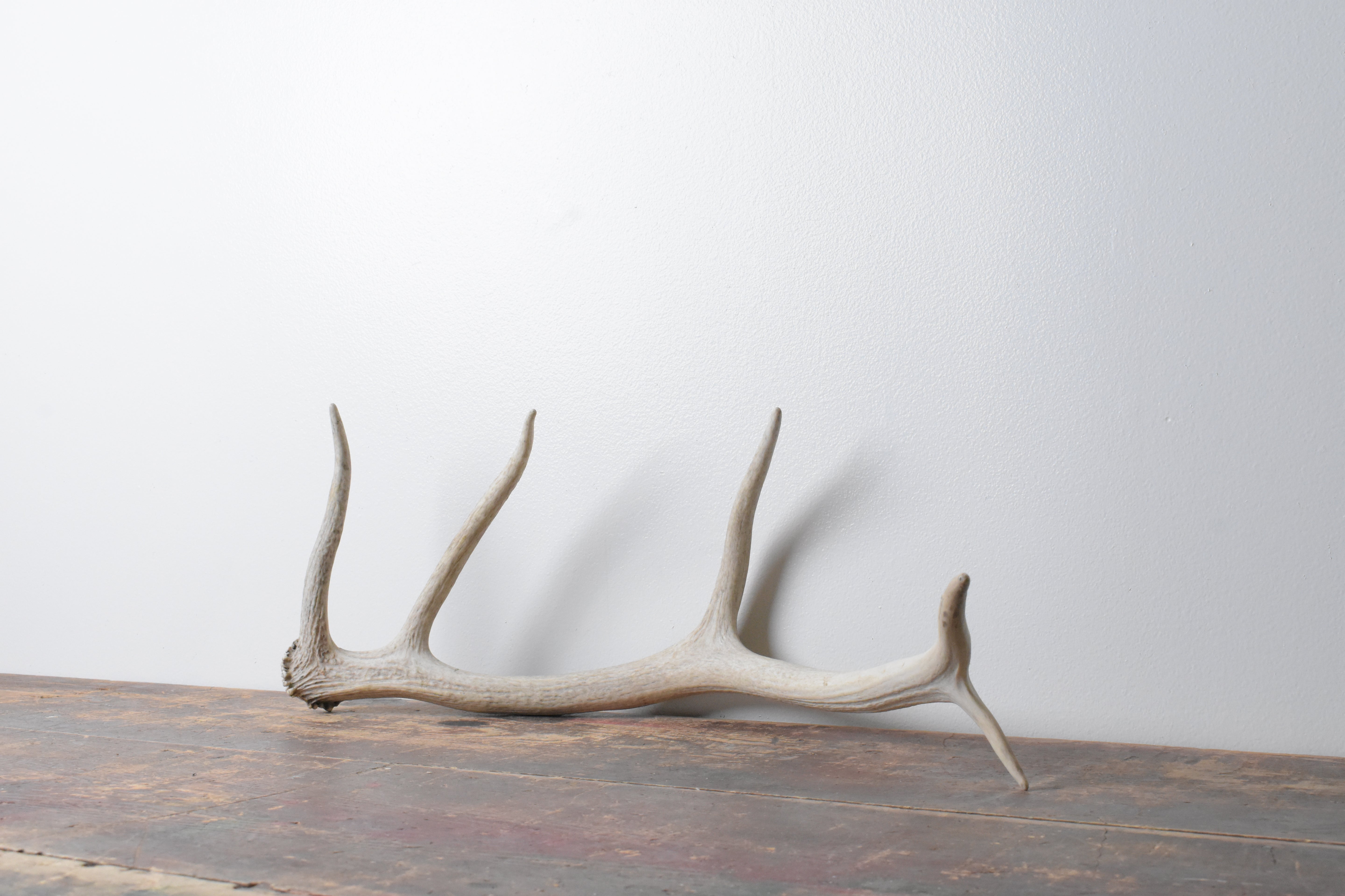 Elk Antler | Small Size | 70