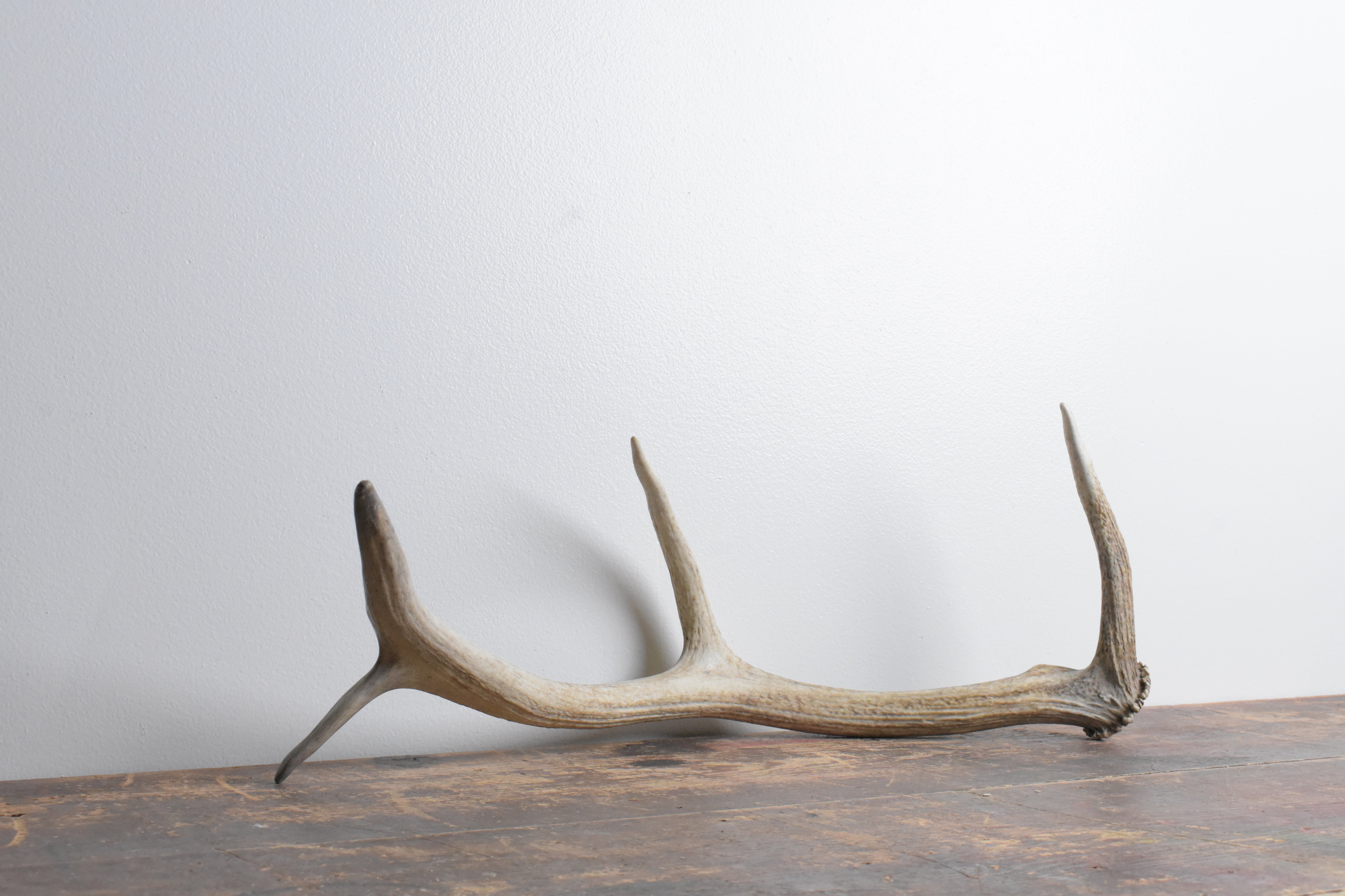 Elk Antler | Small Size | 64
