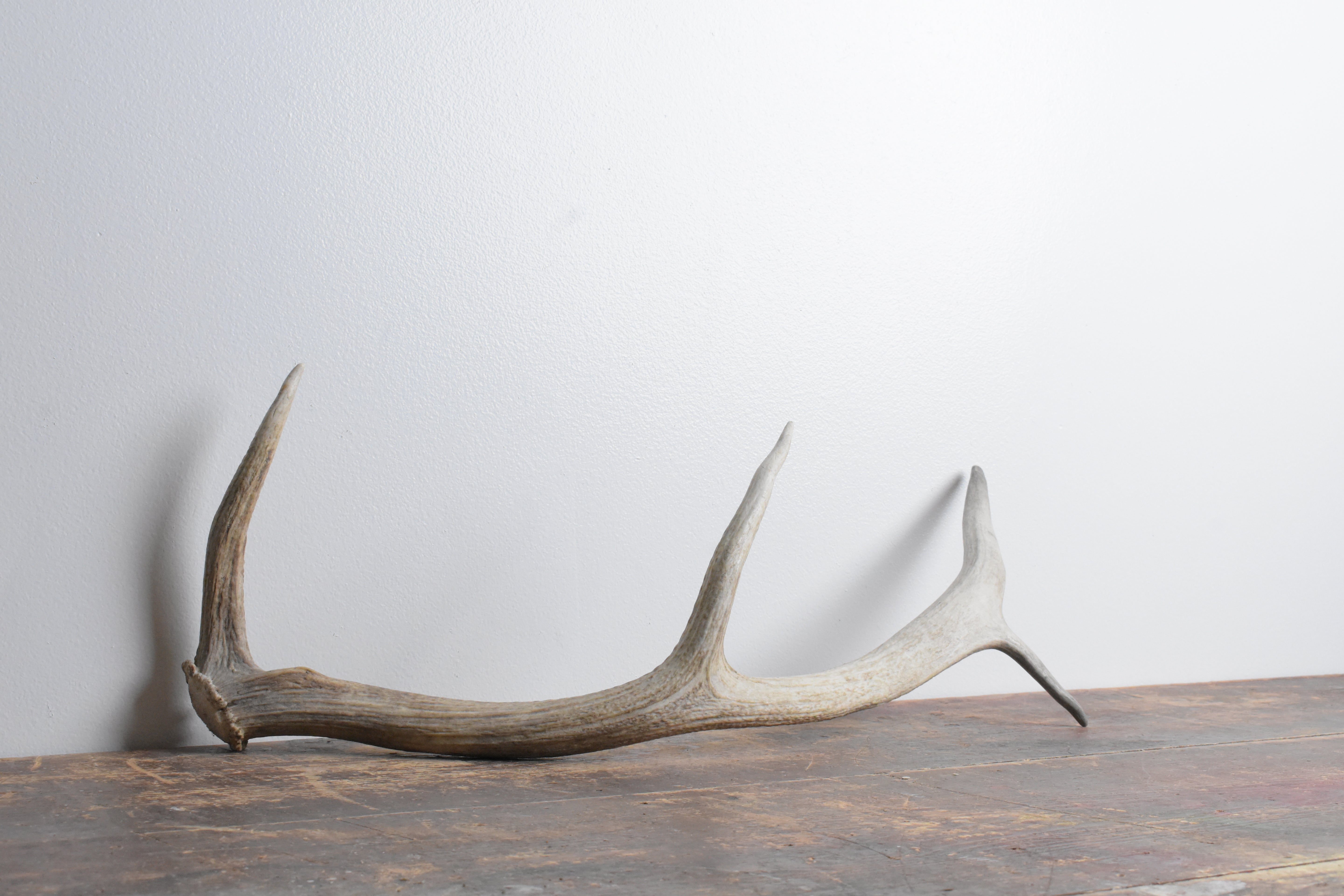Elk Antler | Small Size | 64