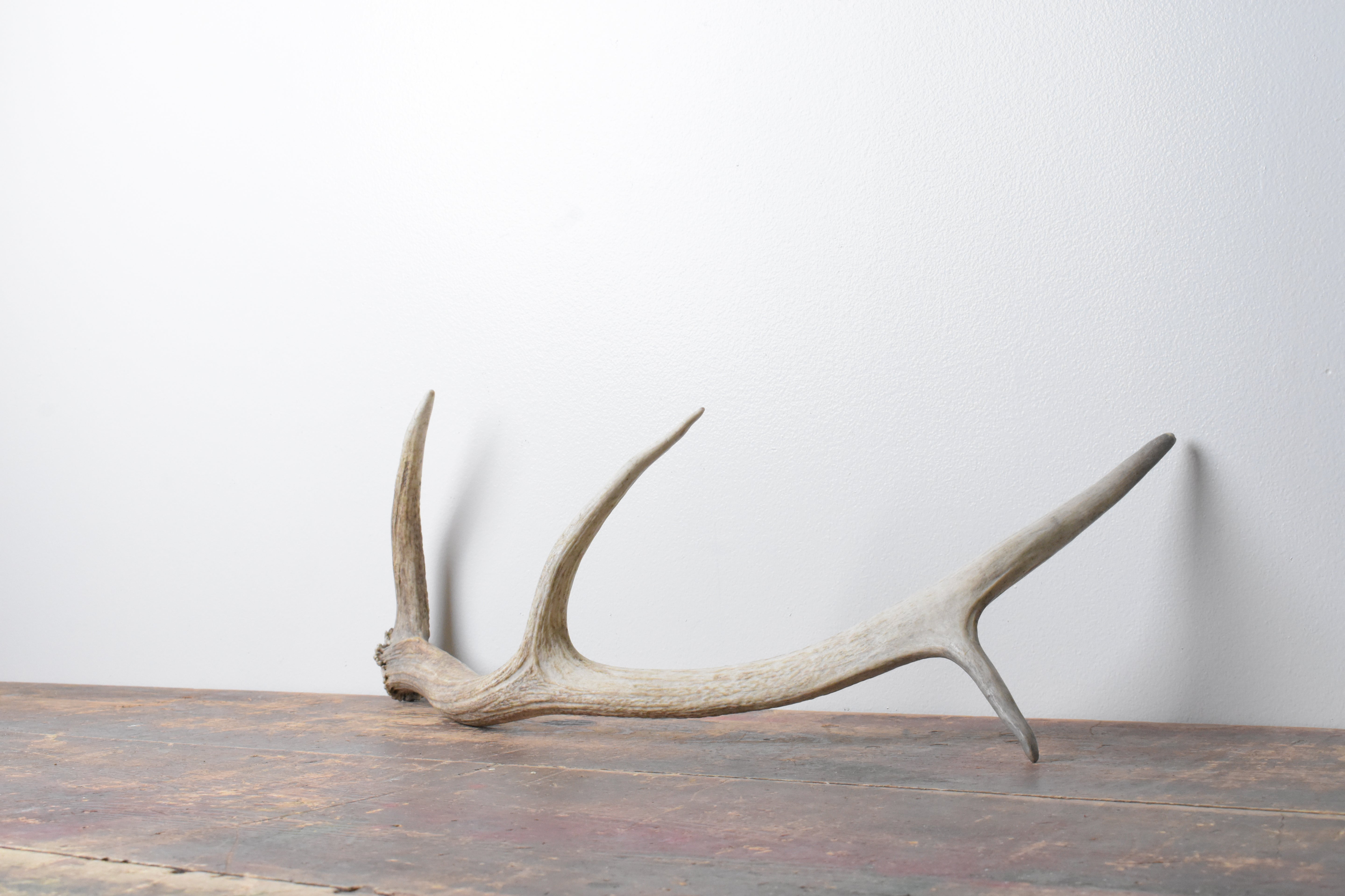 Elk Antler | Small Size | 64