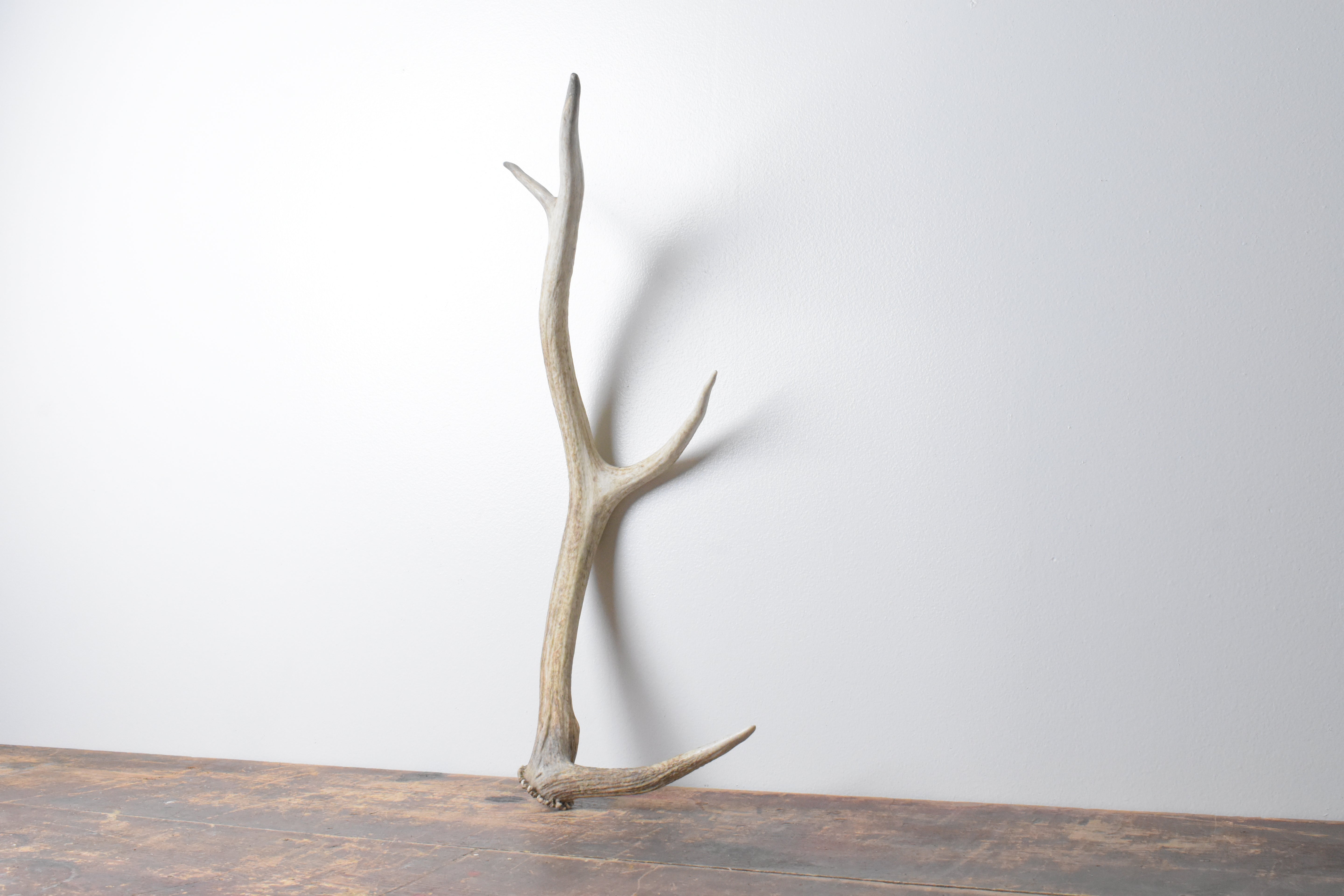 Elk Antler | Small Size | 64