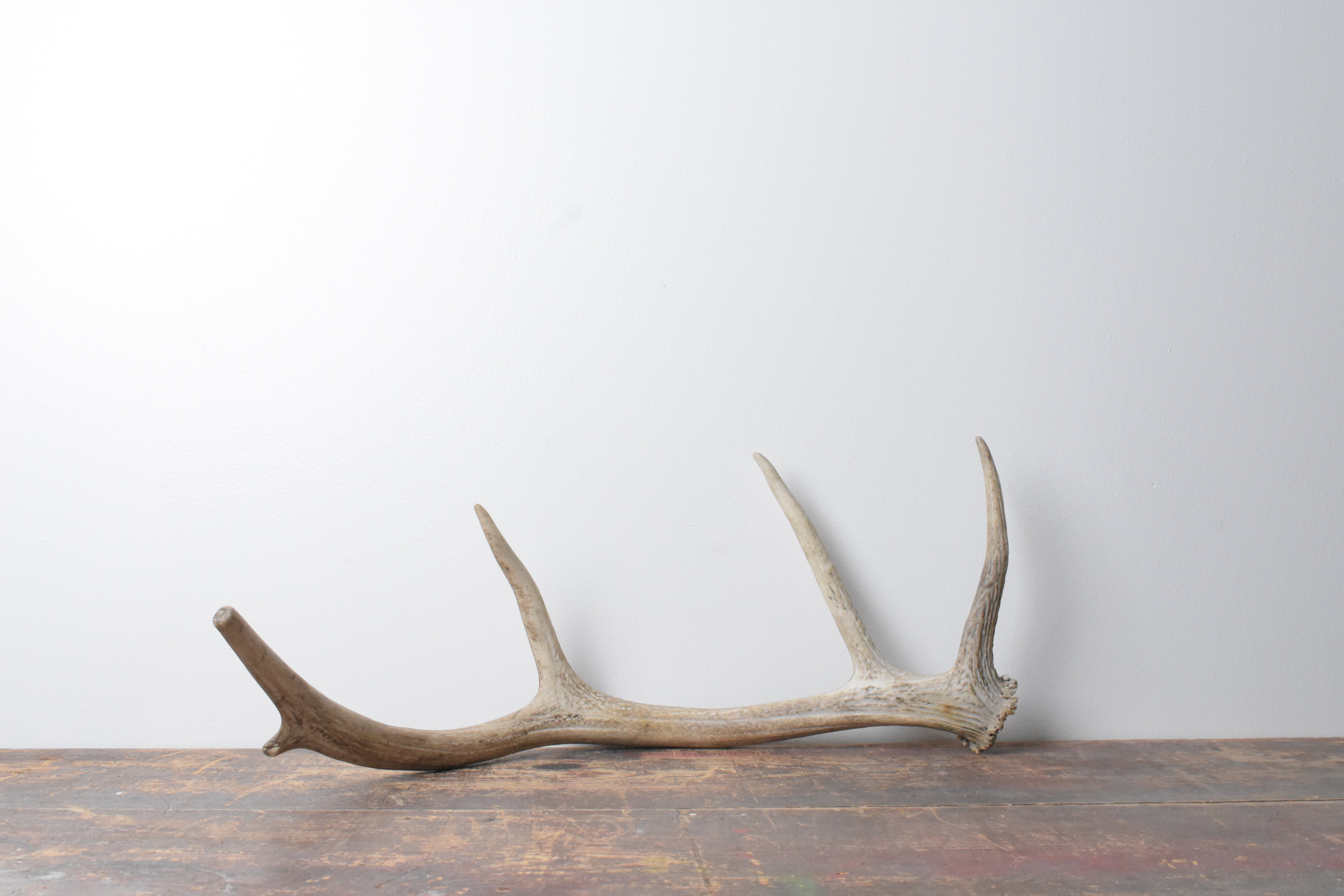 Elk Antler | Small Size | 71