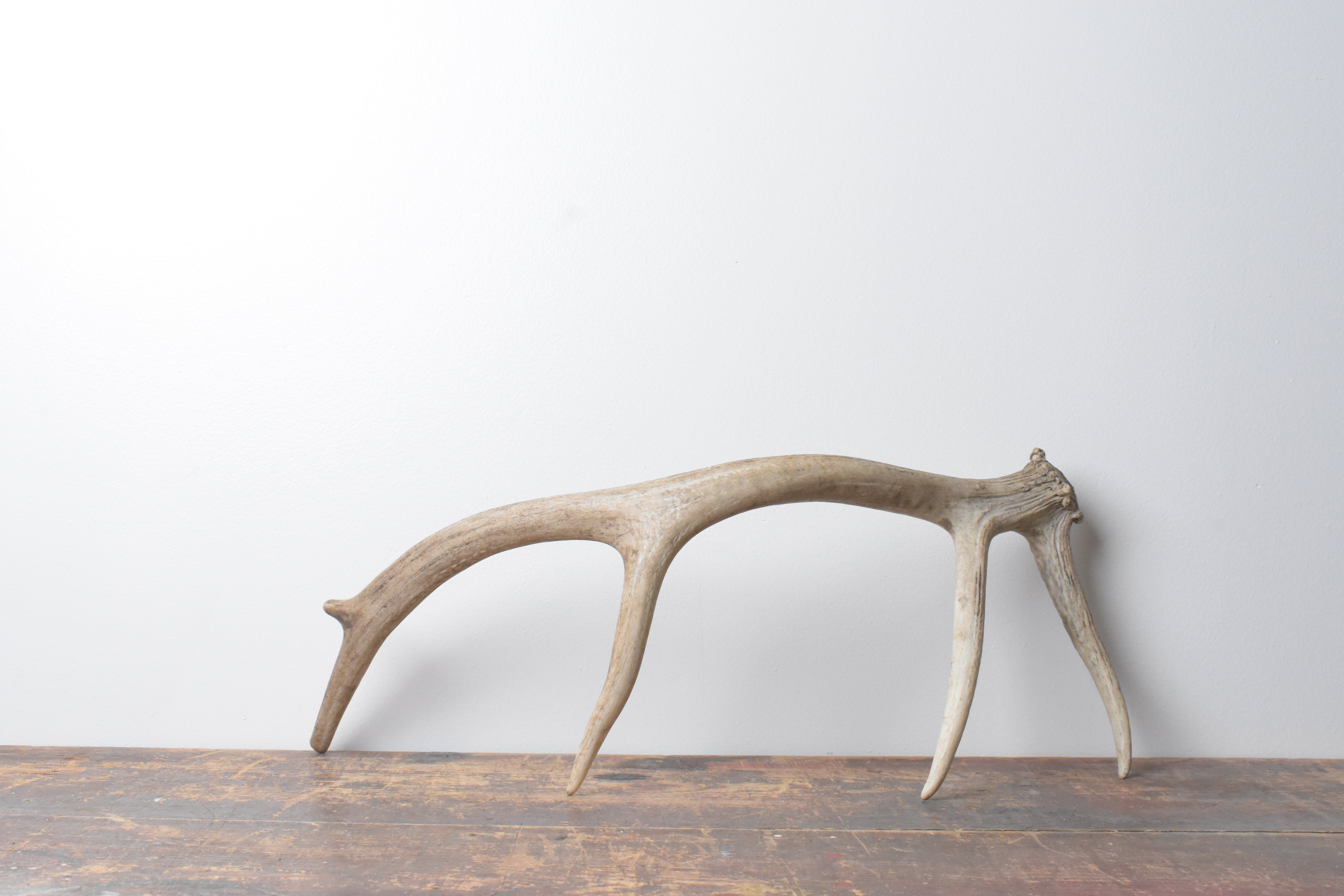 Elk Antler | Small Size | 71