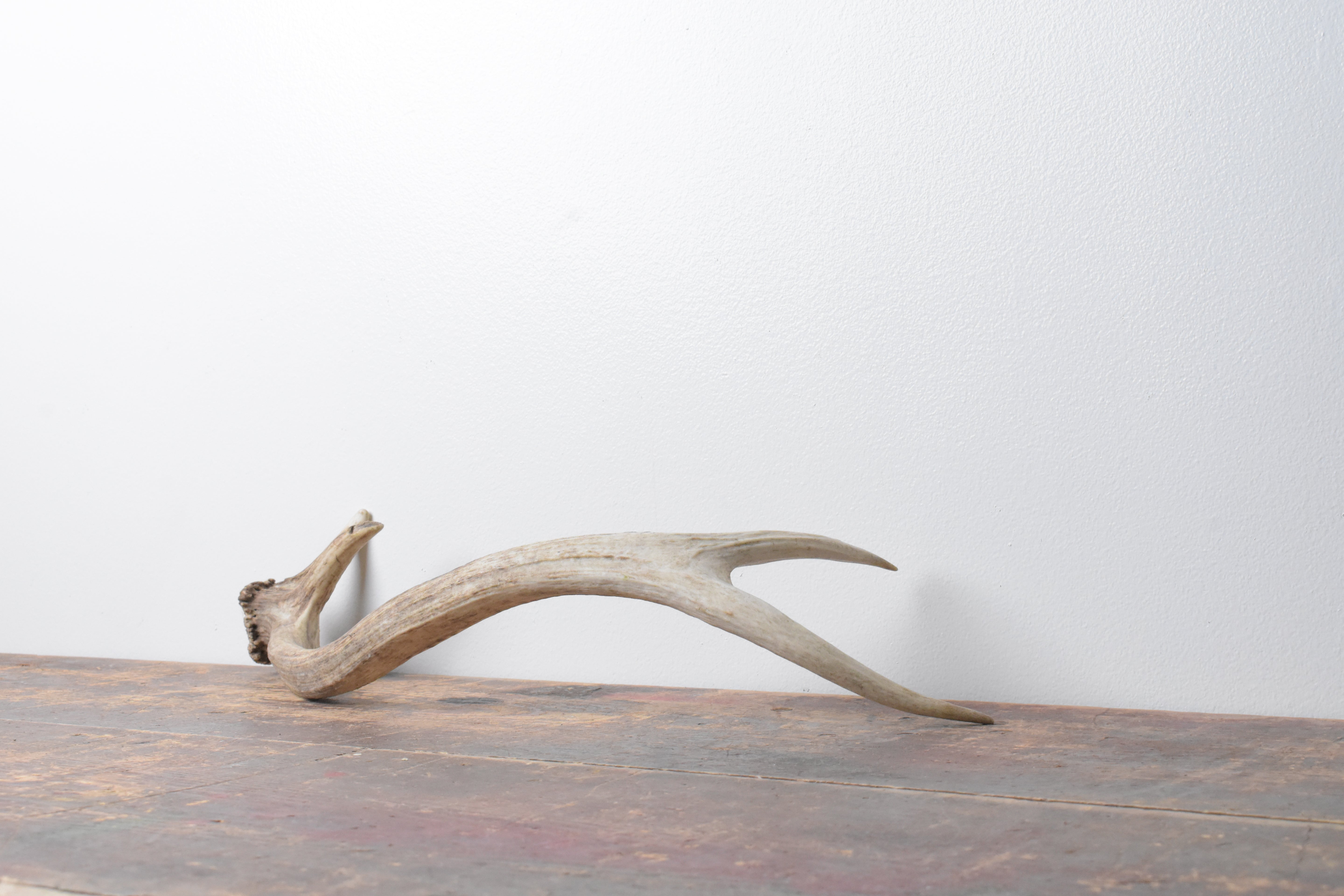 Elk Antler | Small Size | 74