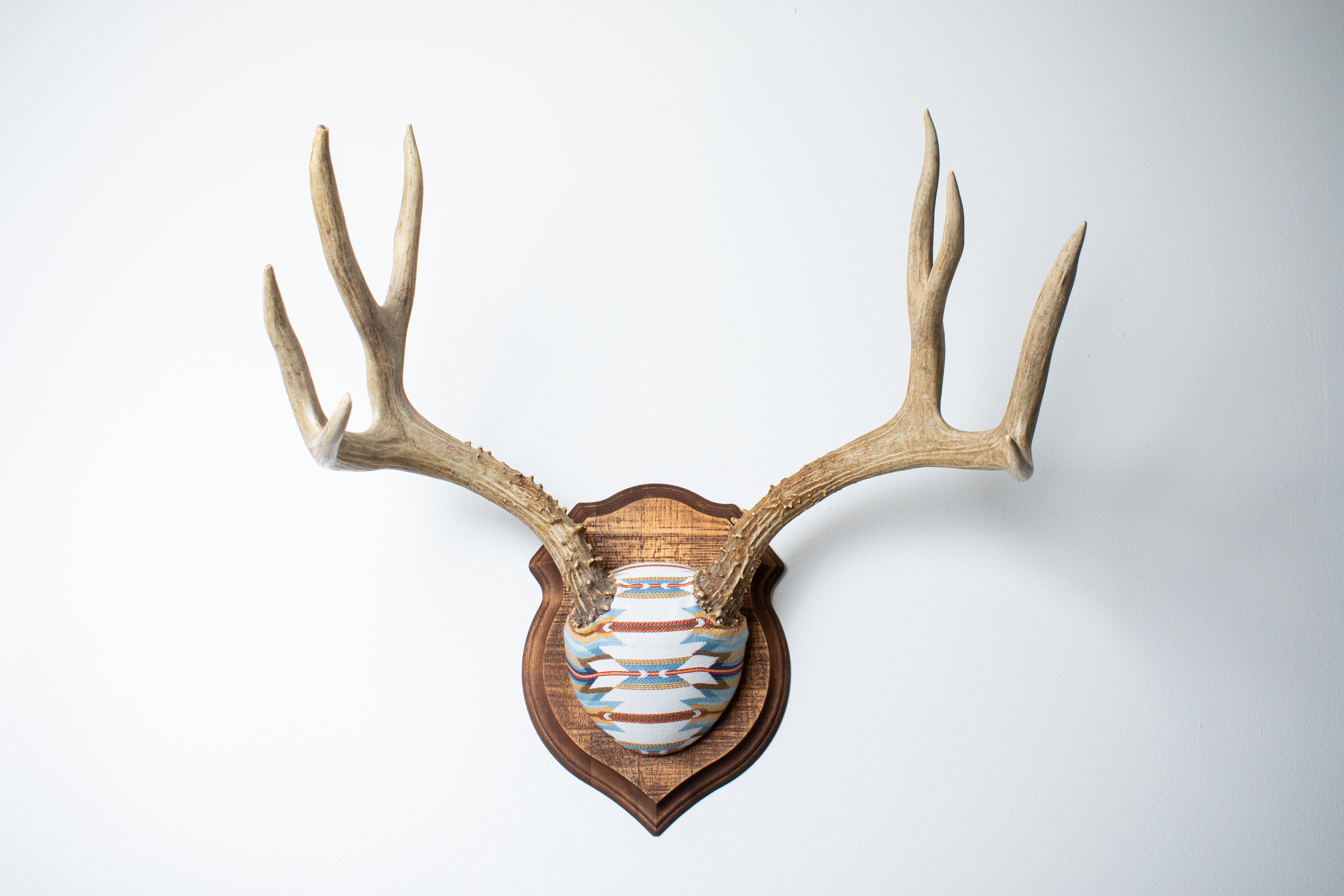 Mule Deer Antler Mount | Sunset | 02