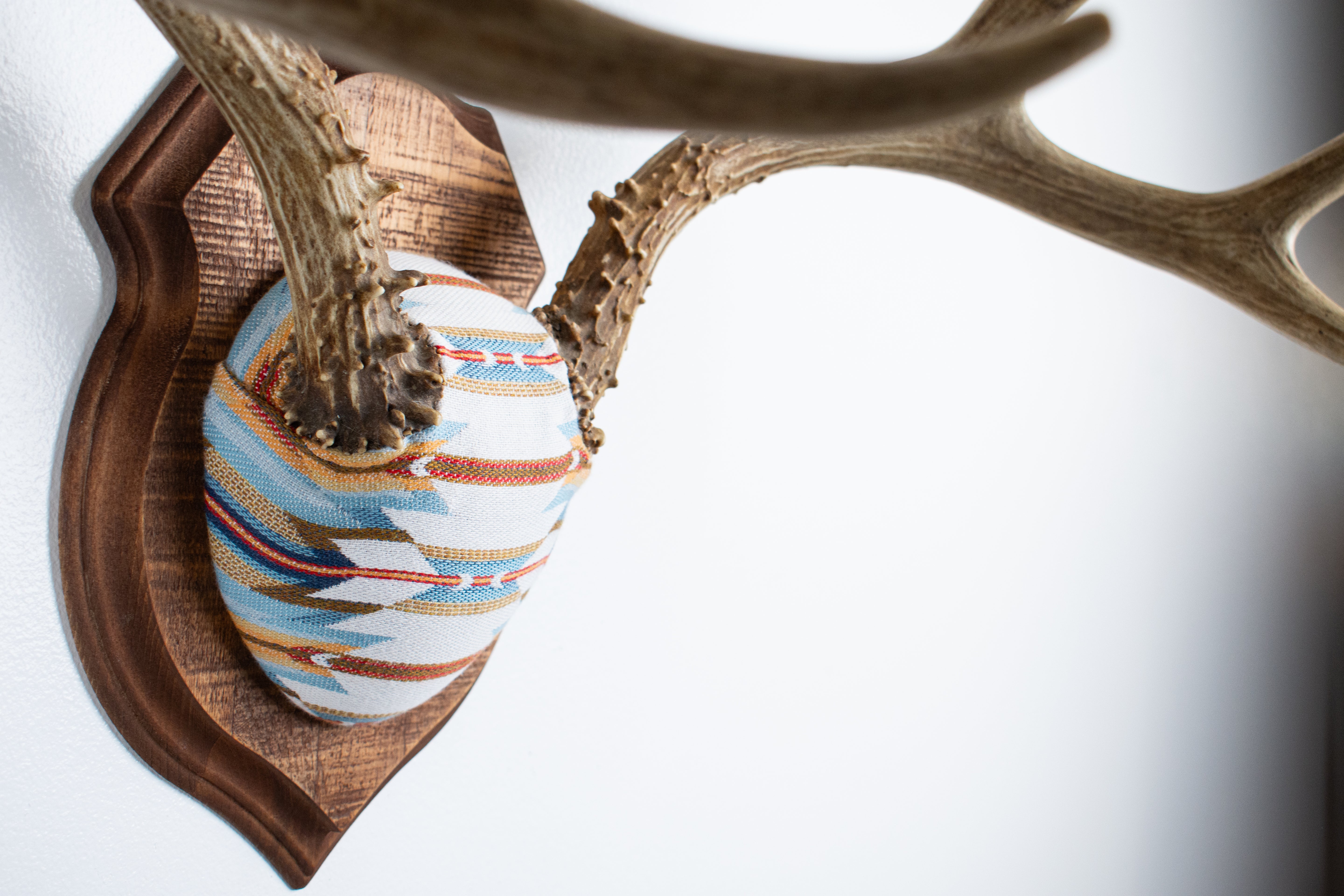 Mule Deer Antler Mount | Sunset | 02