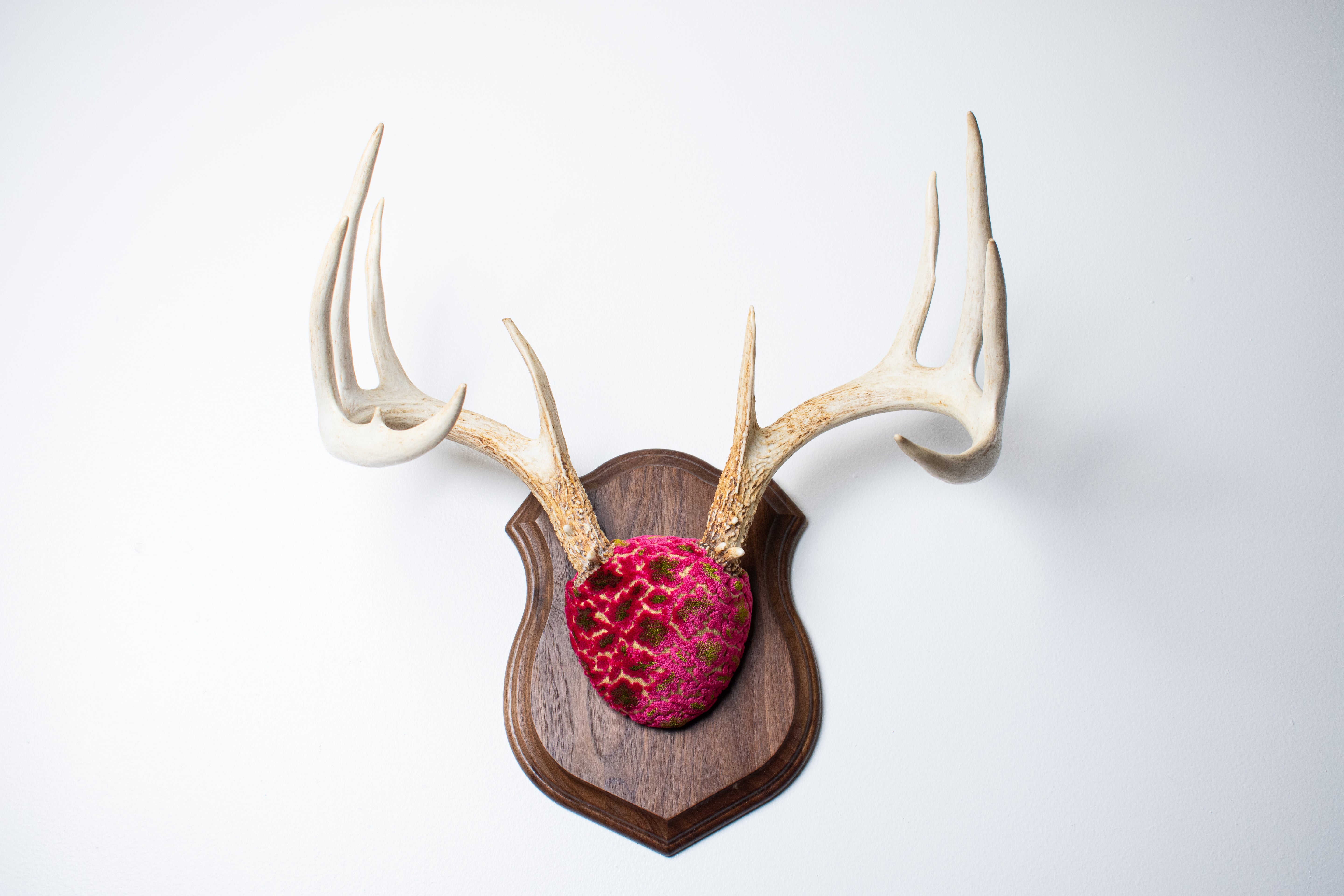 Whitetail Deer Antler Mount | Magenta & Olive | 03