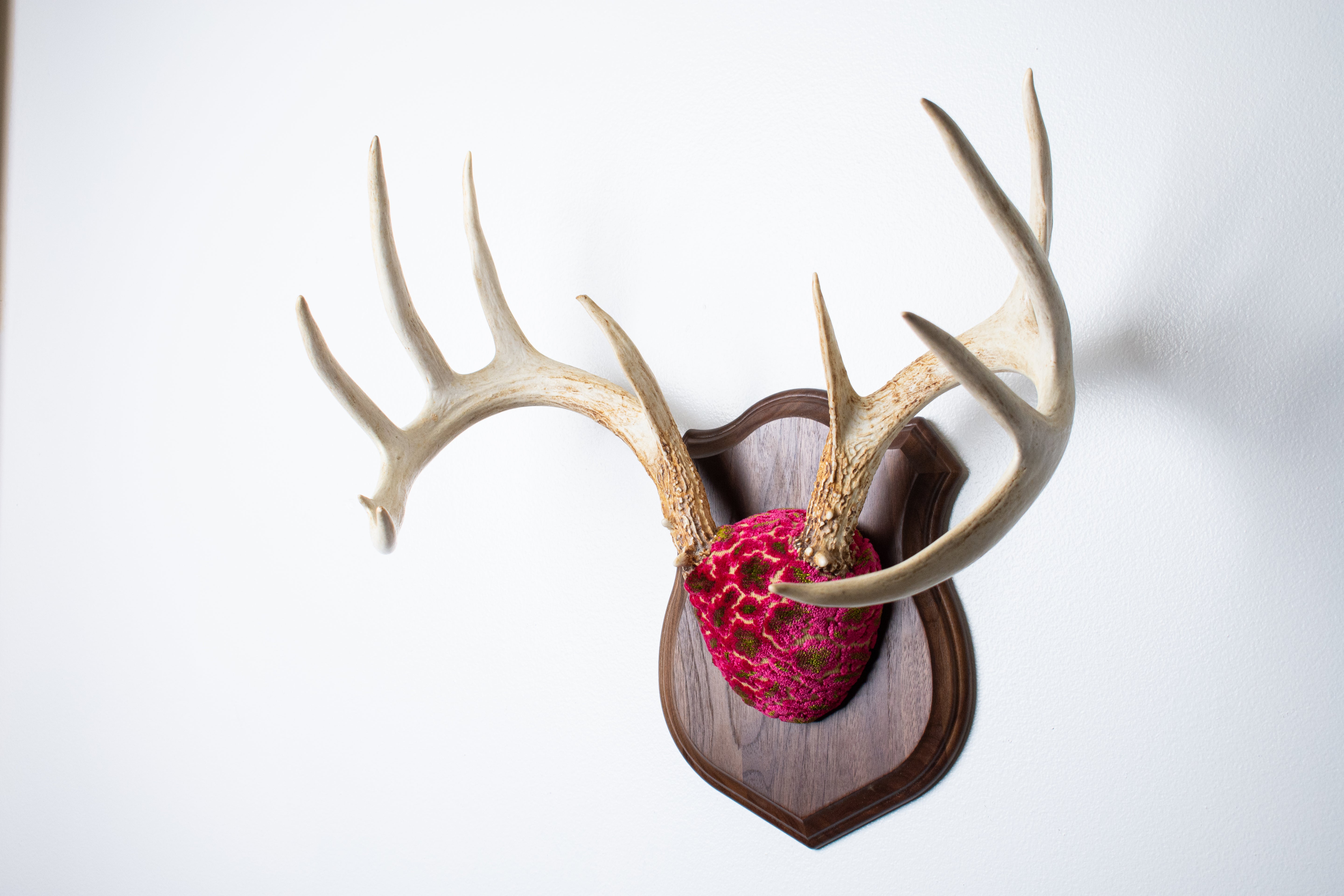 Whitetail Deer Antler Mount | Magenta & Olive | 03
