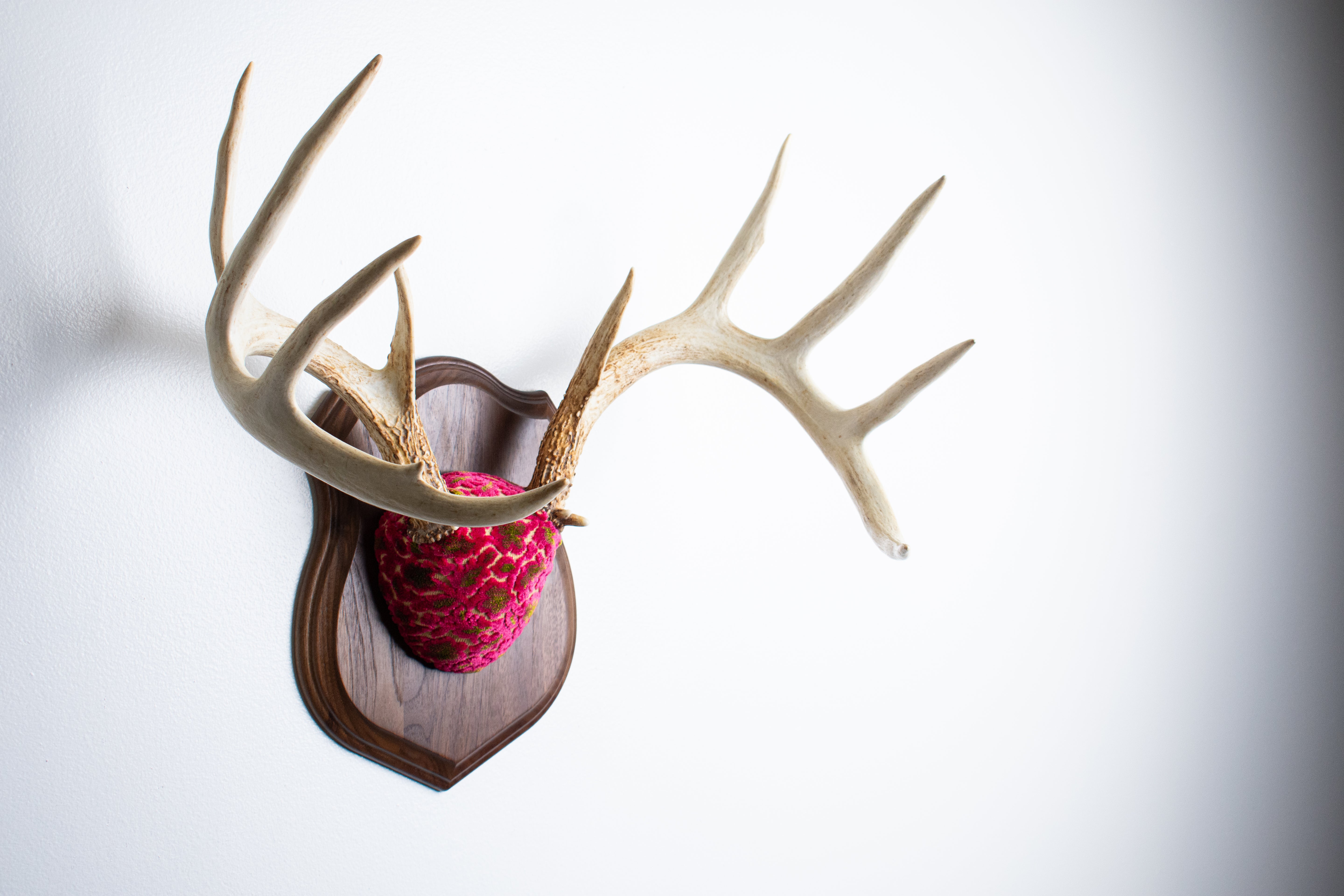 Whitetail Deer Antler Mount | Magenta & Olive | 03
