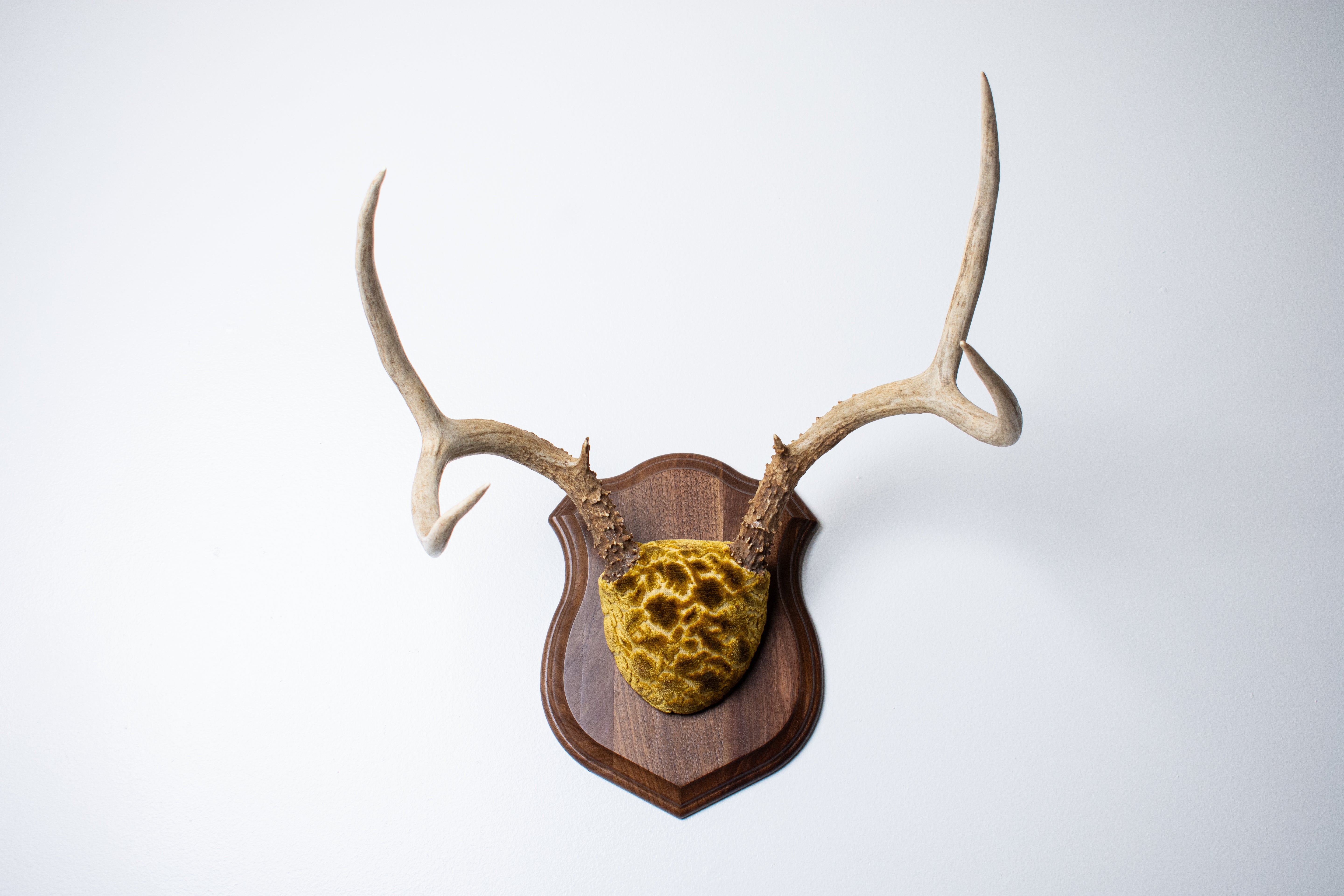 Mule Deer Antler Mount | Antique Gold & Umber | 02