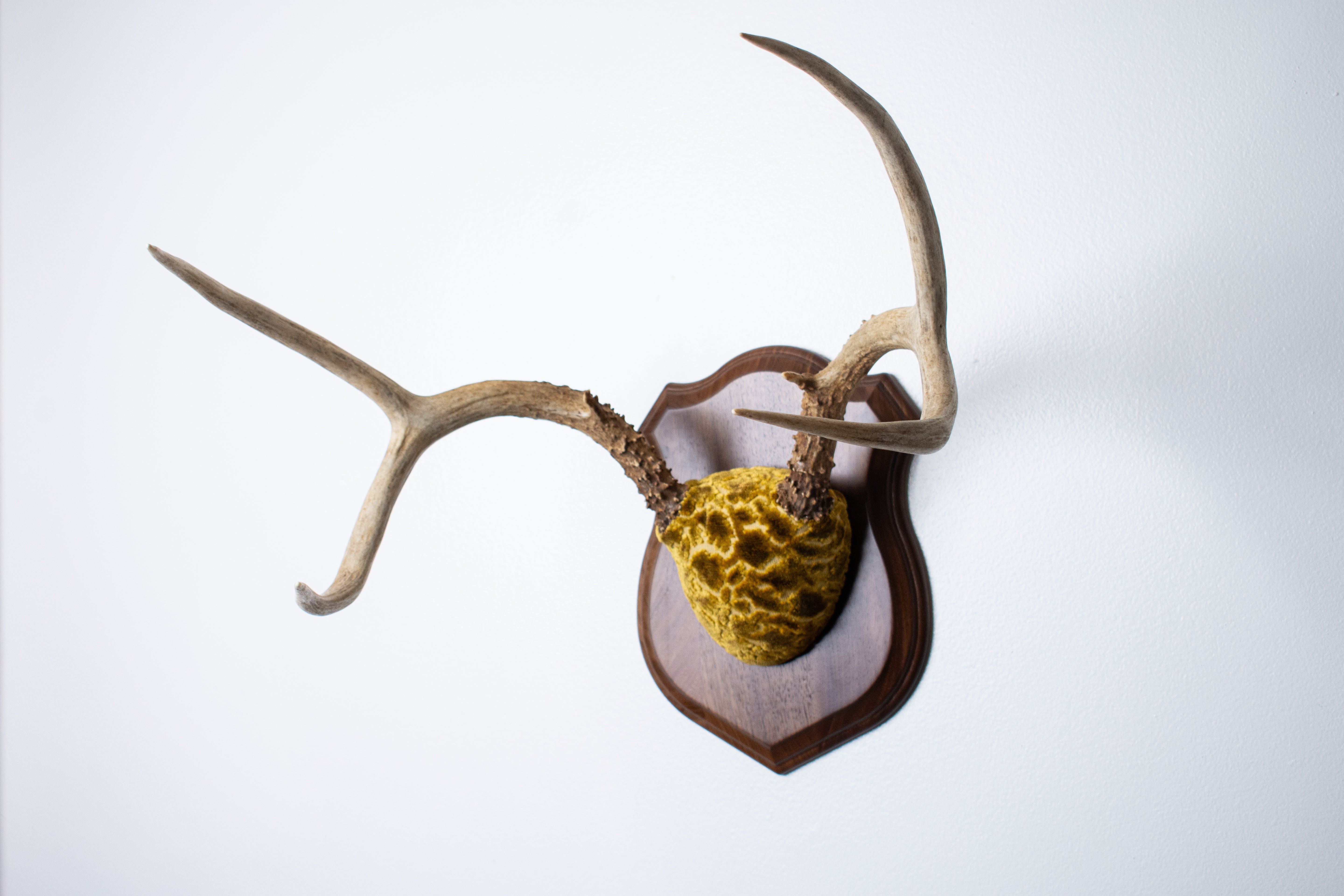 Mule Deer Antler Mount | Antique Gold & Umber | 02