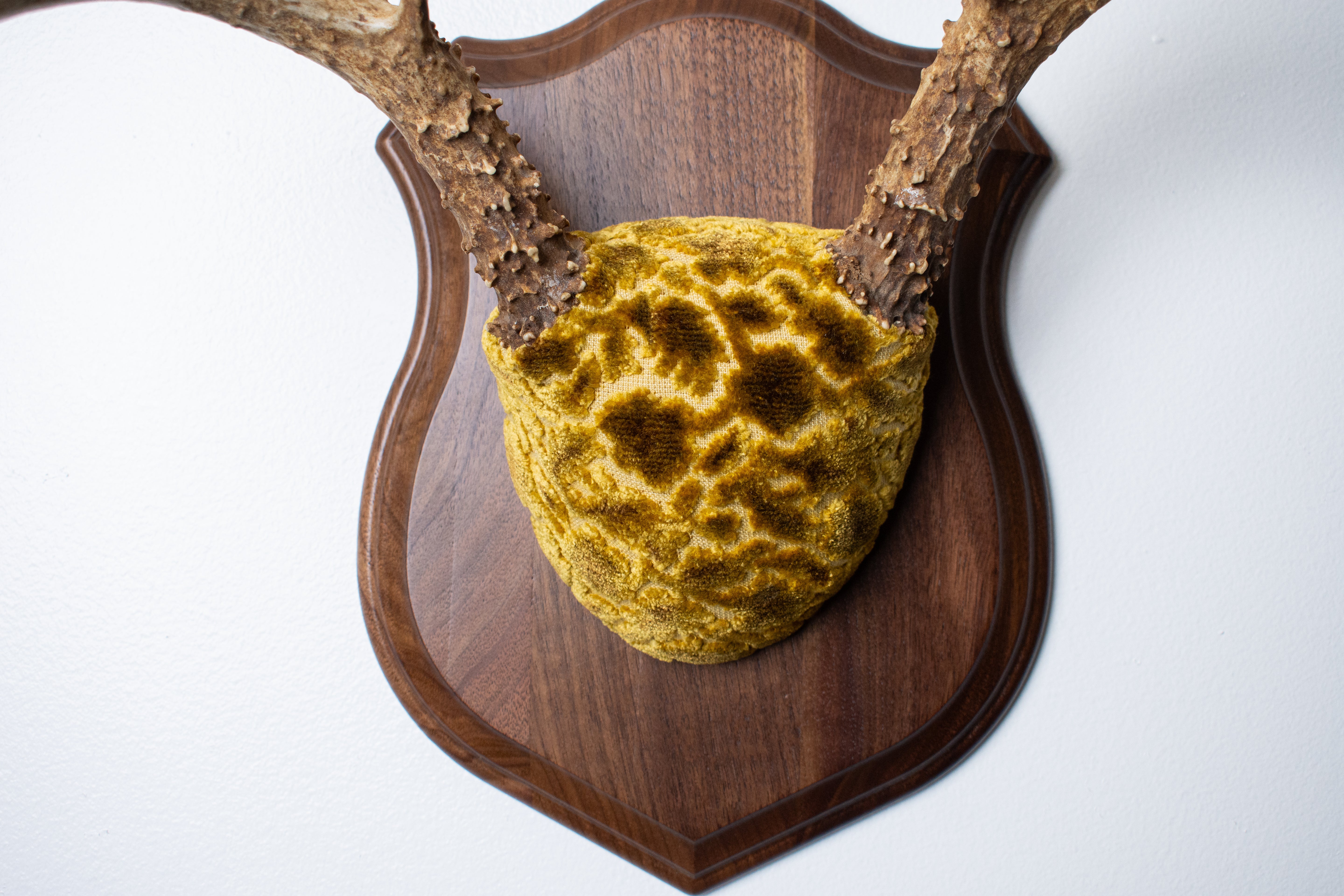 Mule Deer Antler Mount | Antique Gold & Umber | 02