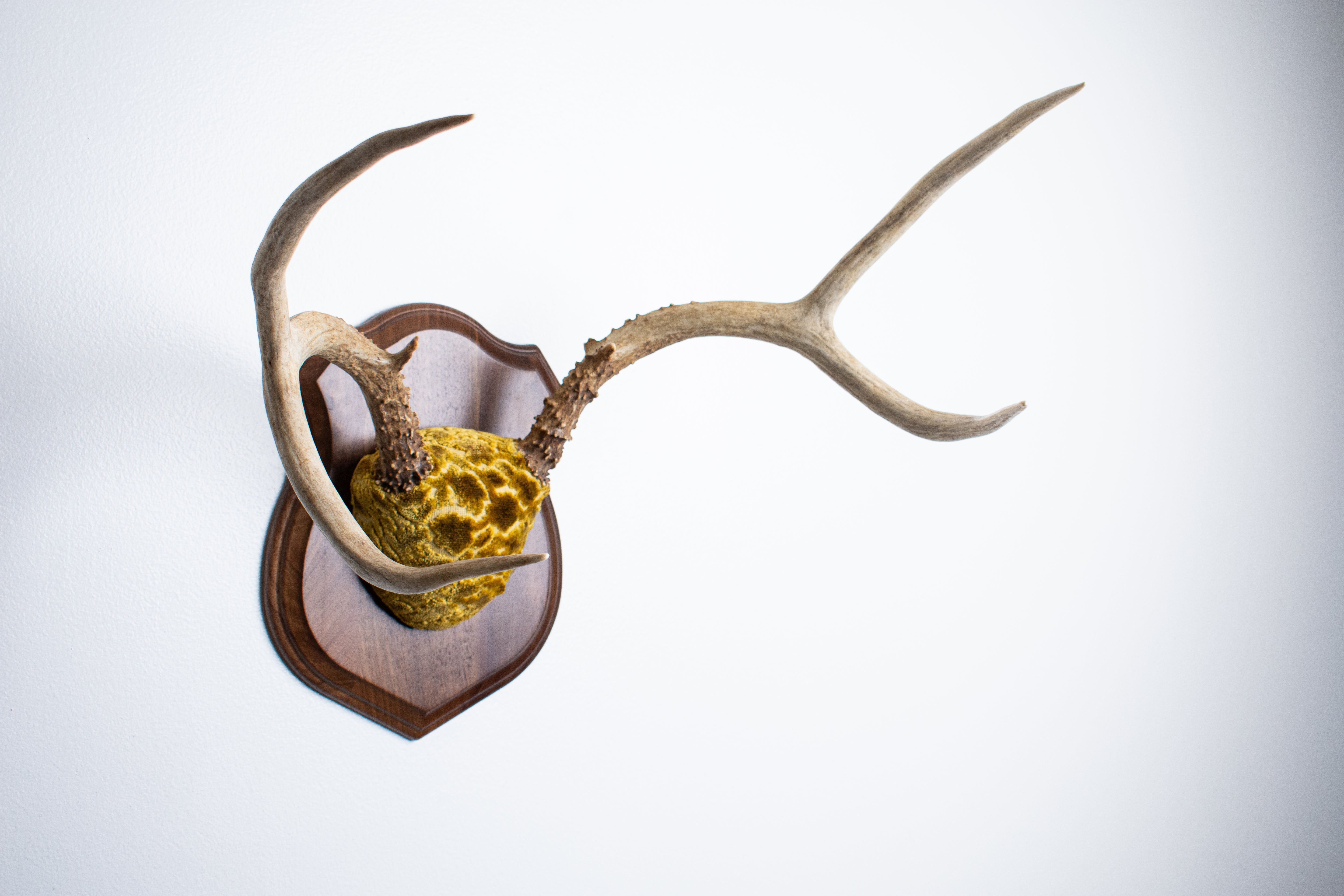 Mule Deer Antler Mount | Antique Gold & Umber | 02