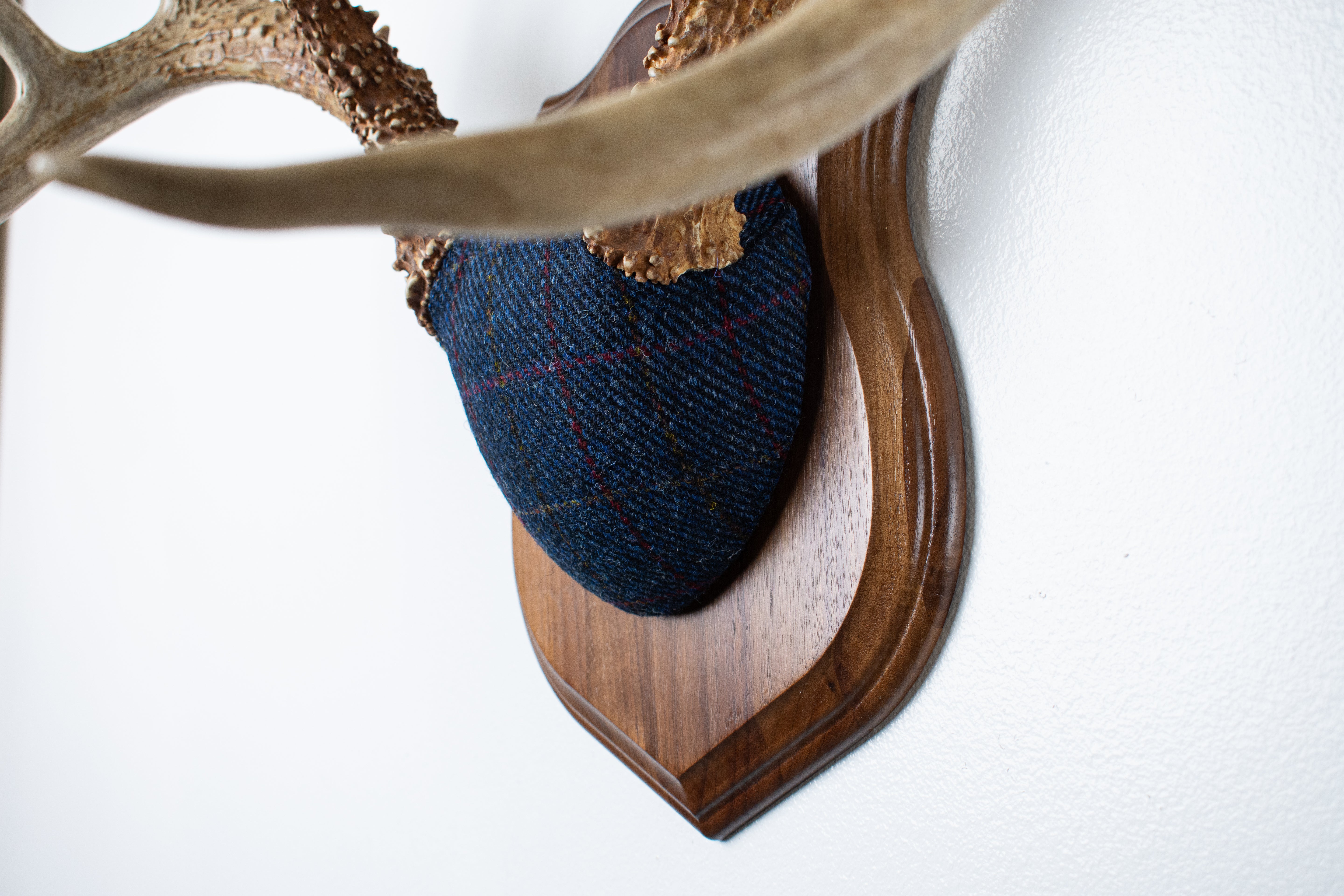 Whitetail Deer Antler Mount | Blue with Red Overcheck | 11