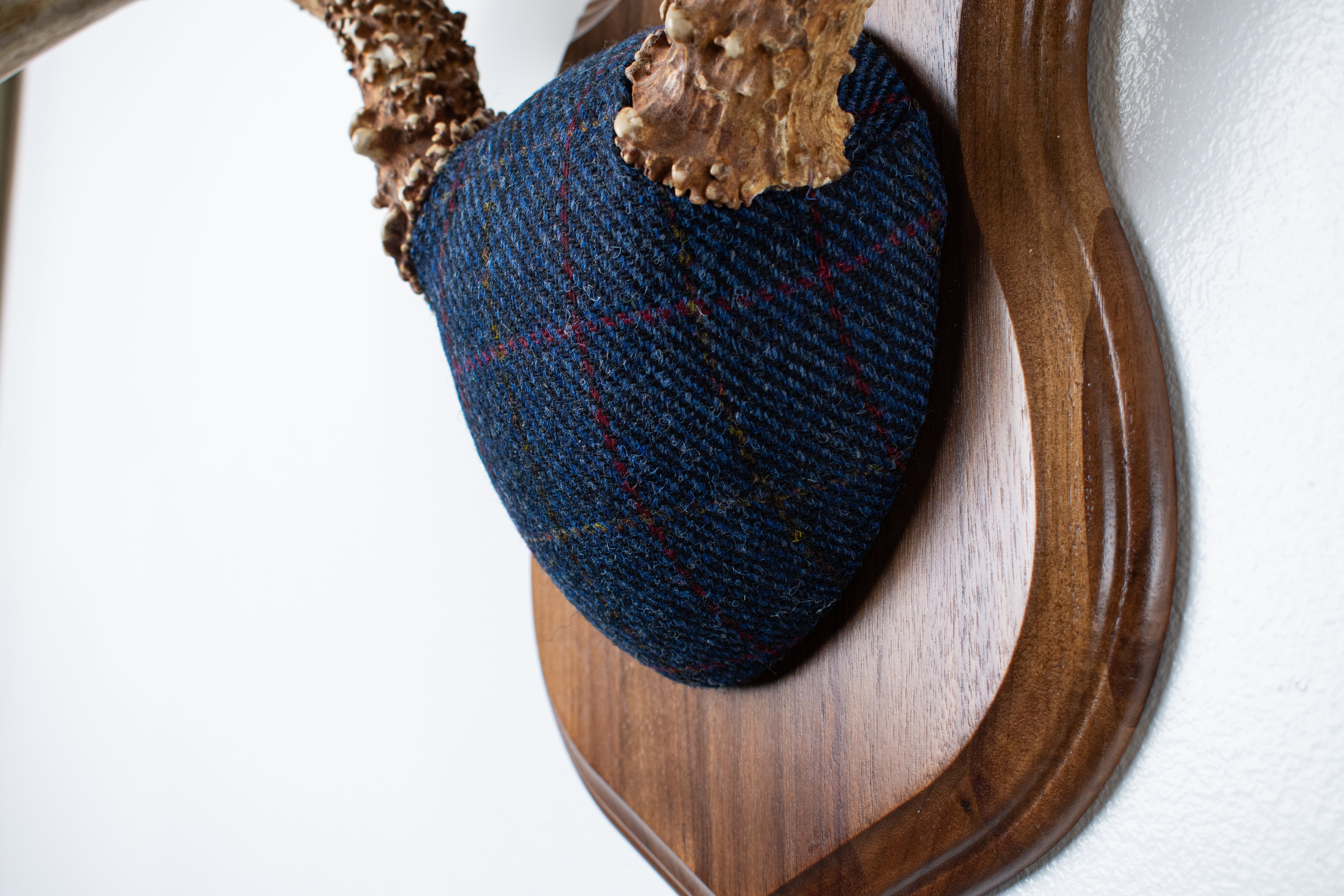 Whitetail Deer Antler Mount | Blue with Red Overcheck | 11