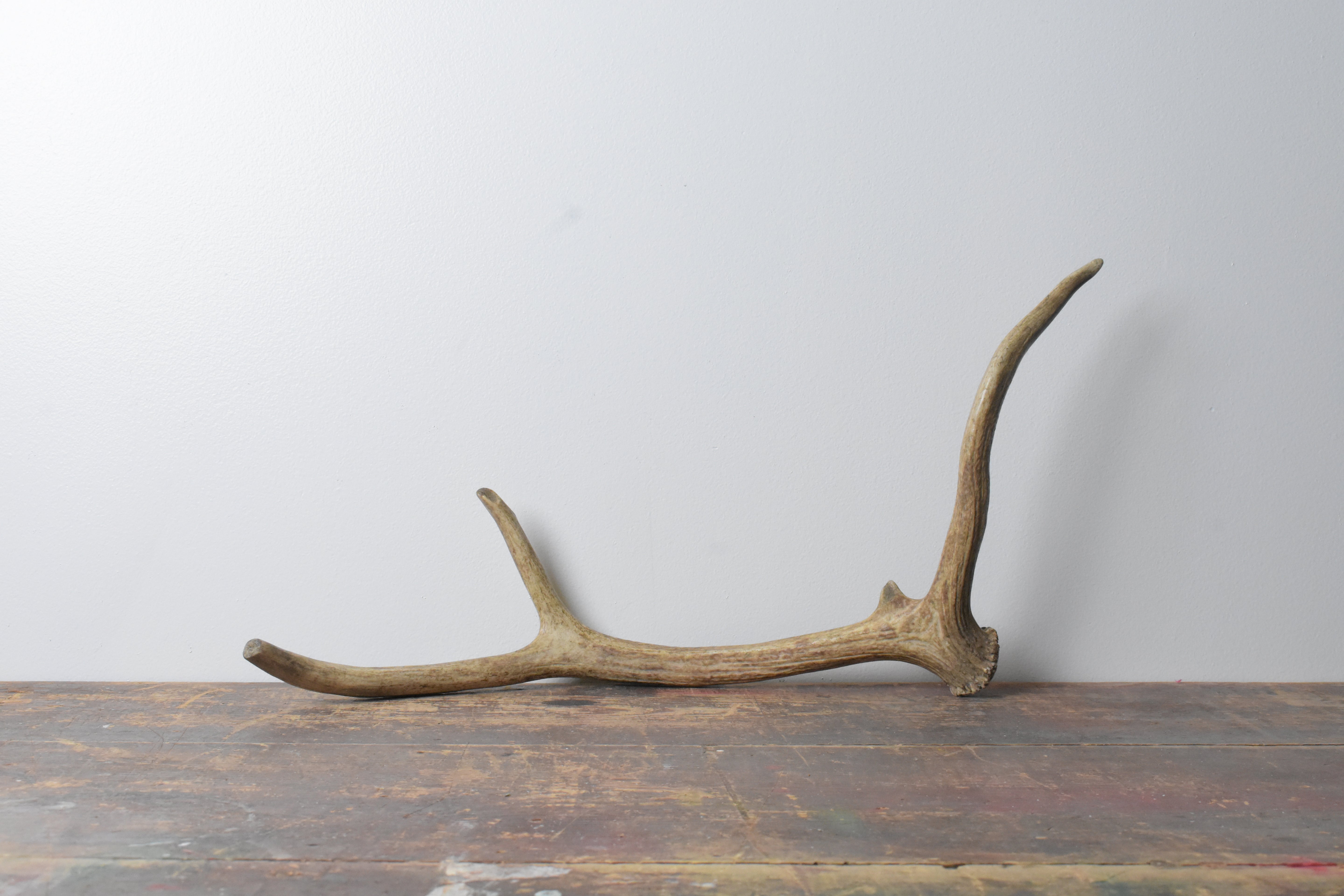 Elk Antler | Small Size | 94