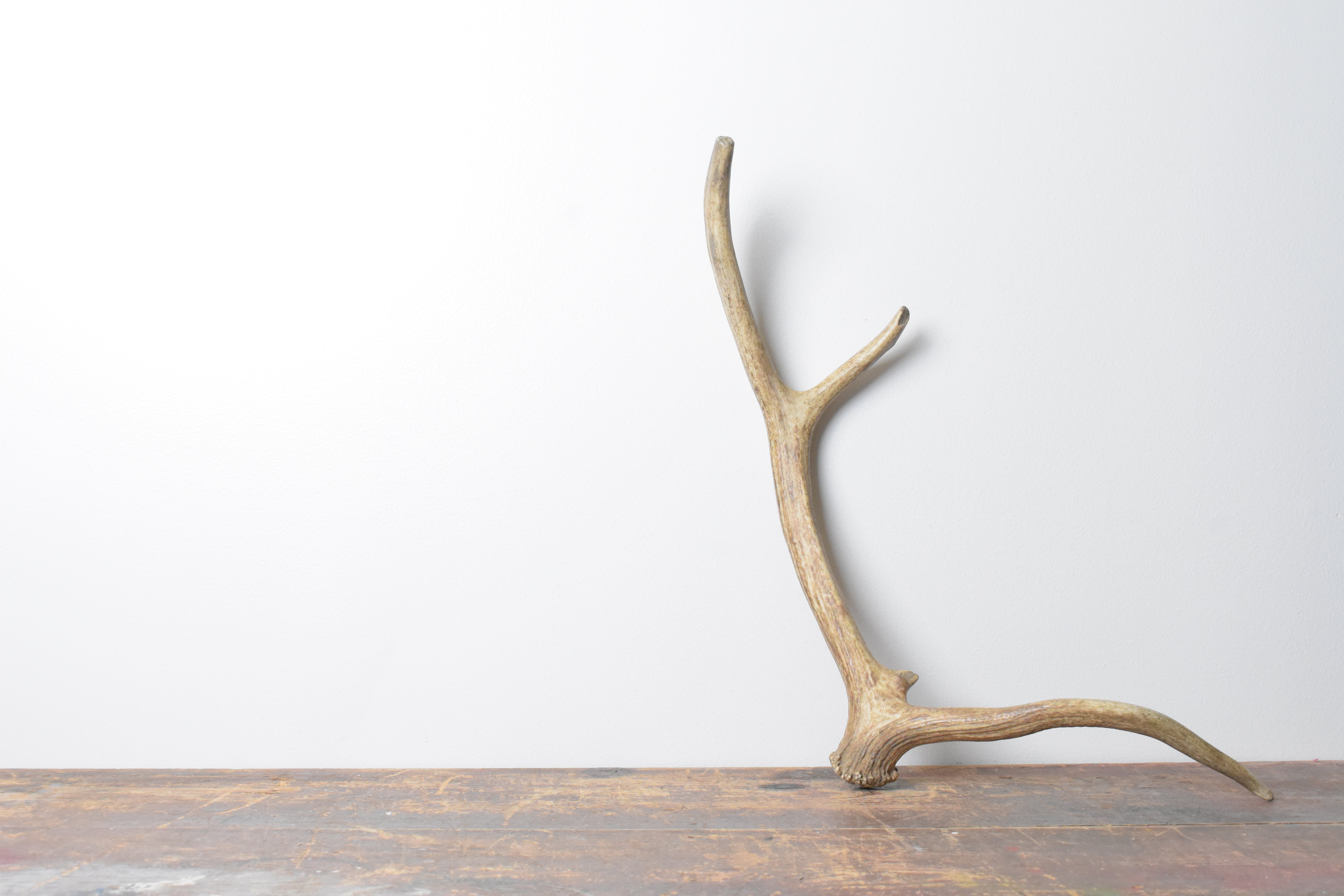 Elk Antler | Small Size | 94