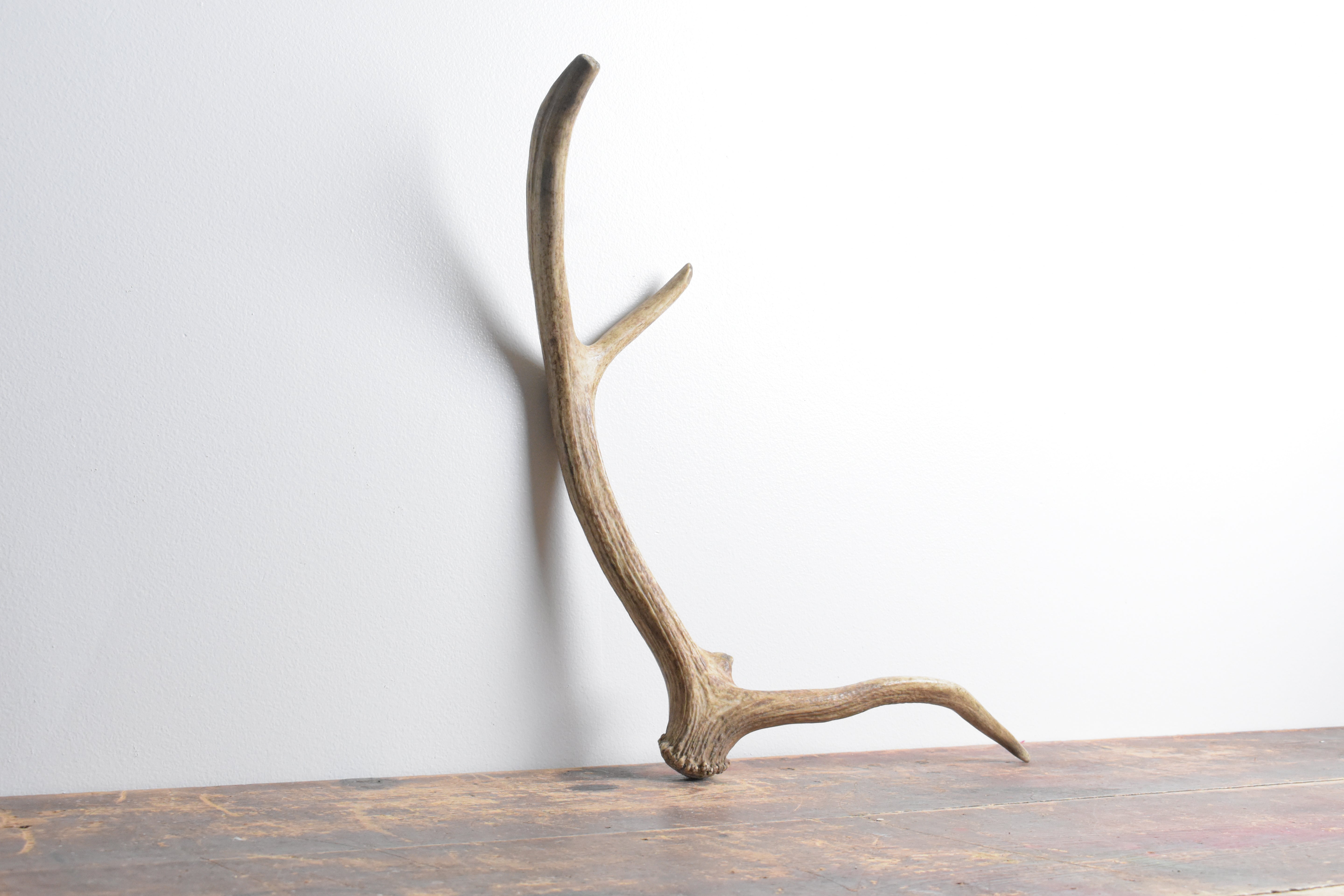 Elk Antler | Small Size | 94