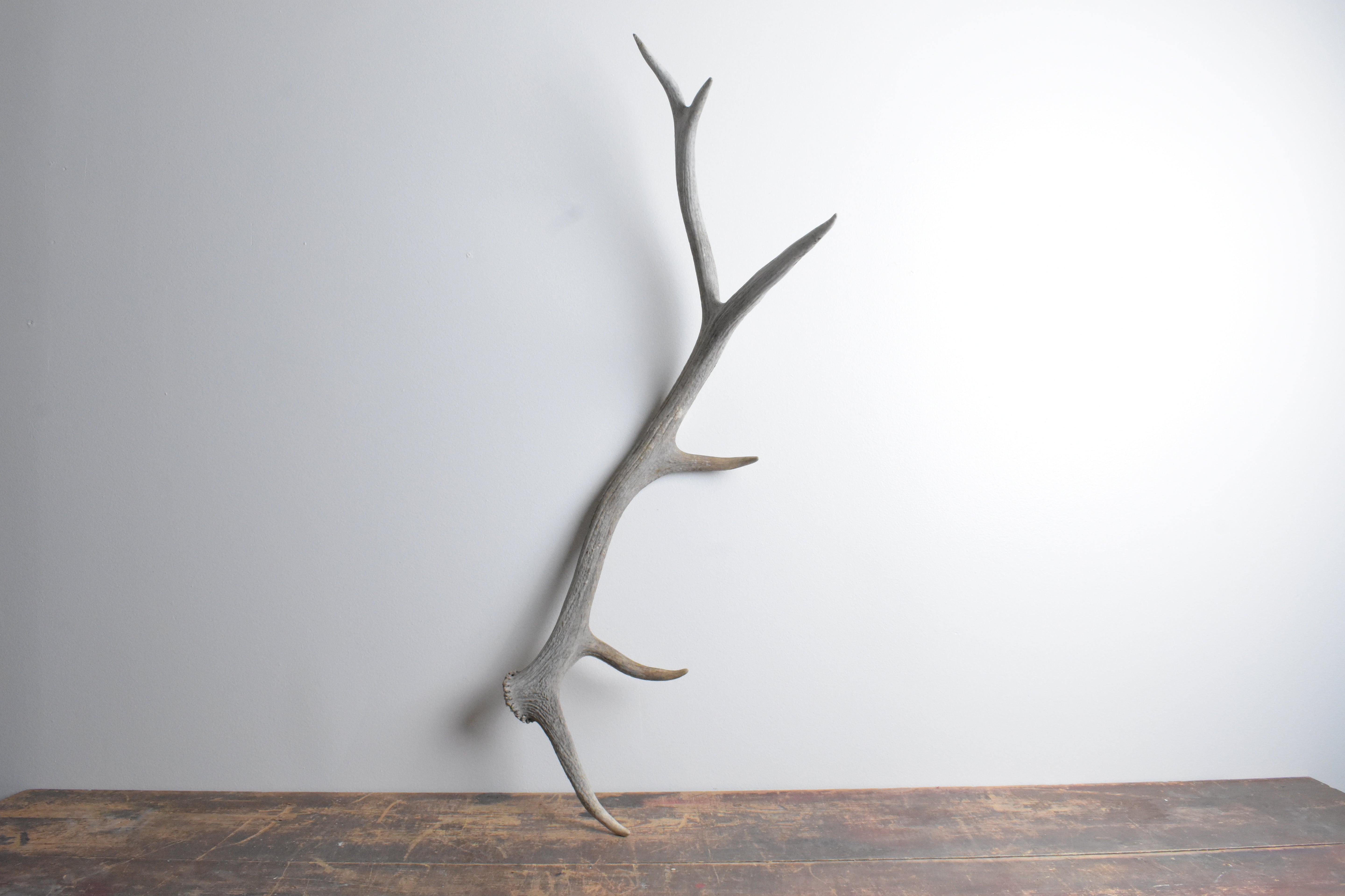 Elk Antler | Medium Size | 72