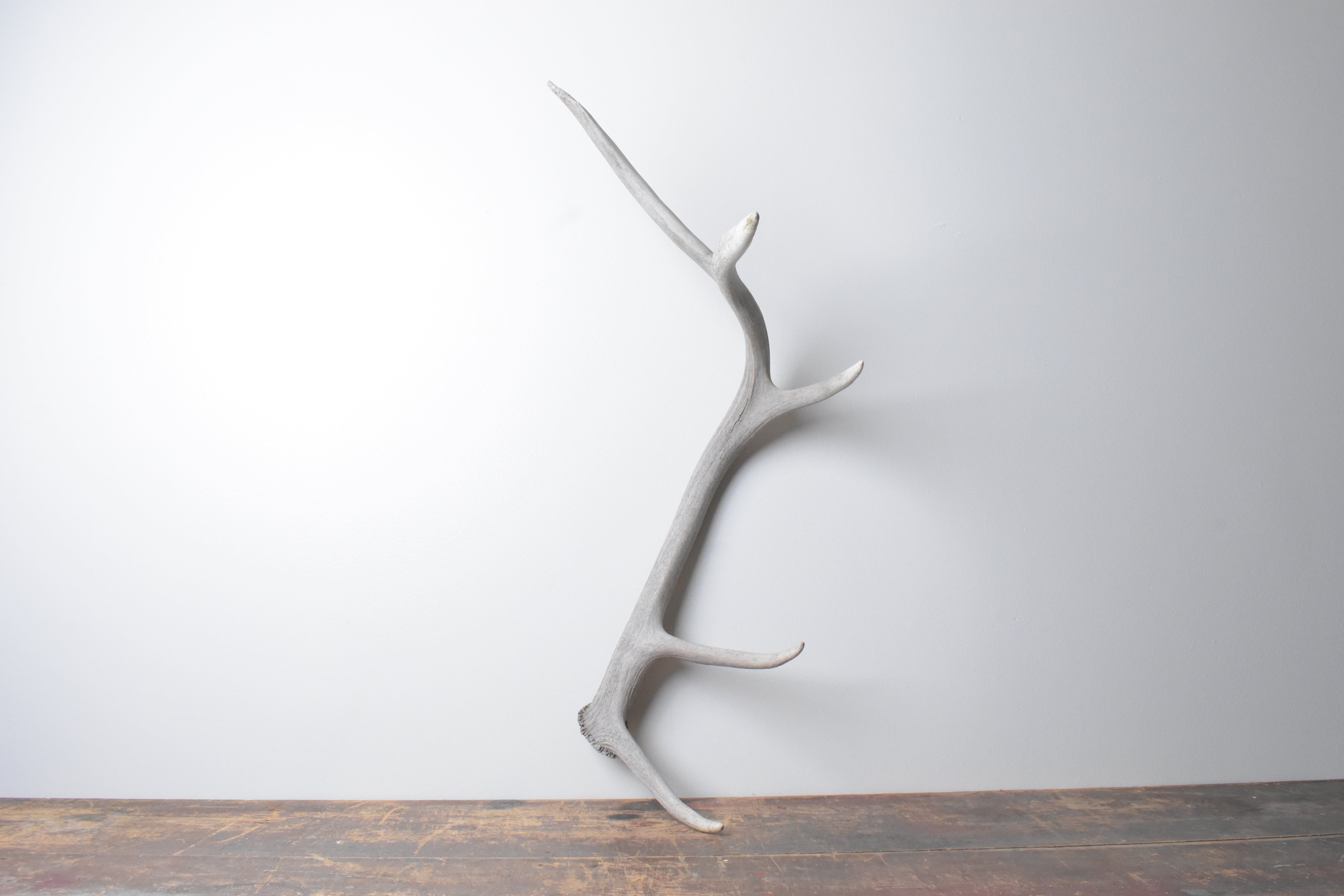 Elk Antler | 76