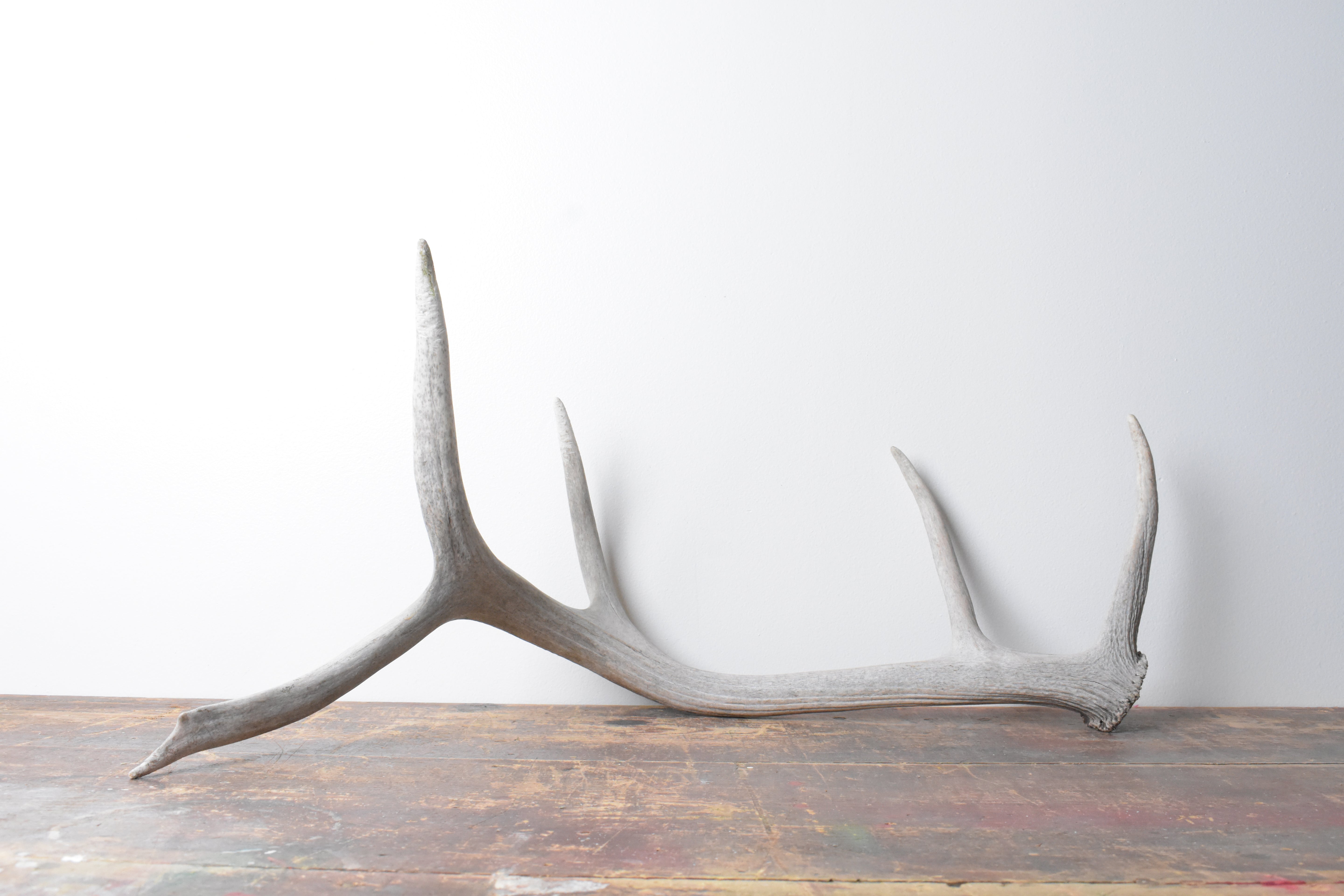 Elk Antler | 76