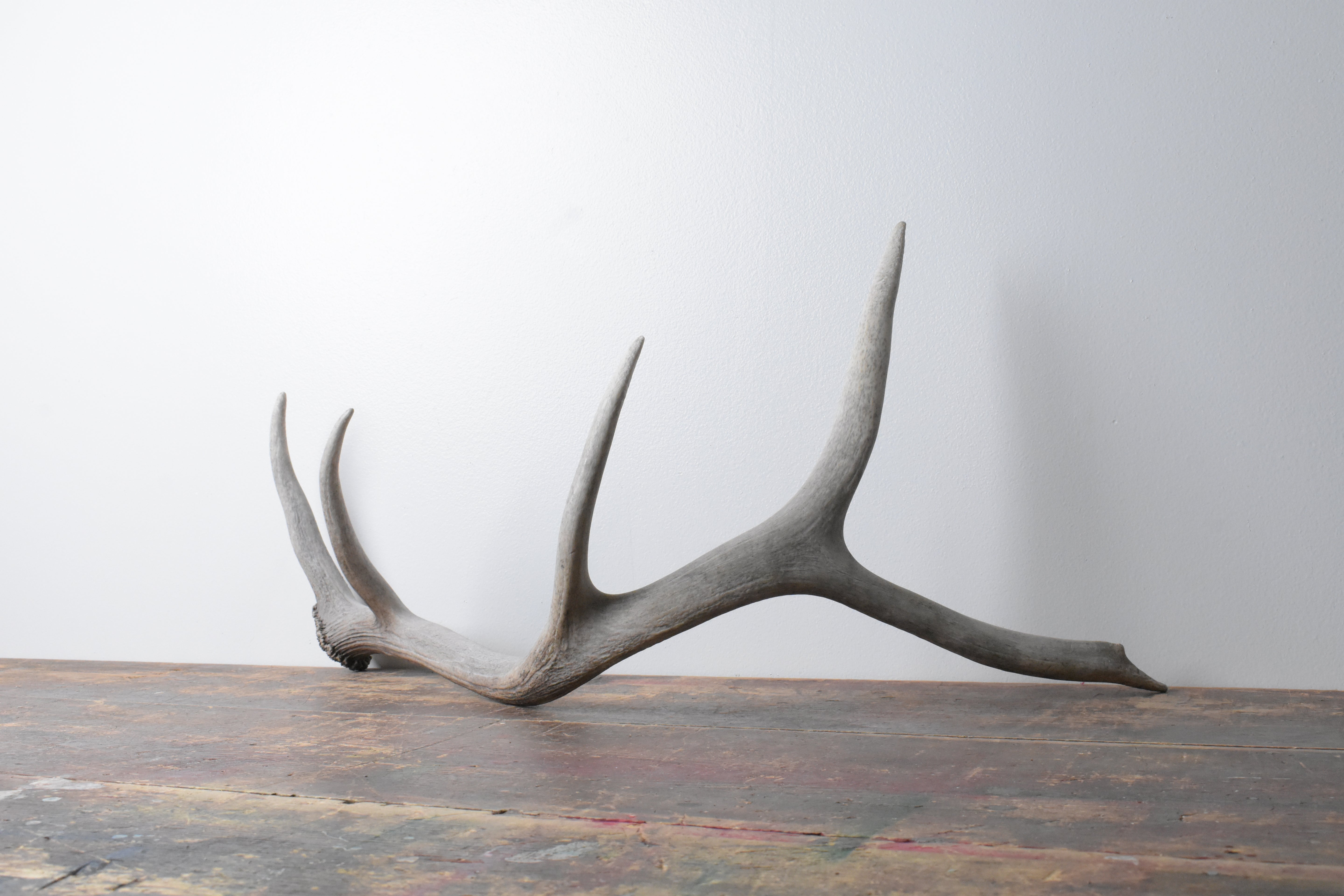 Elk Antler | 76