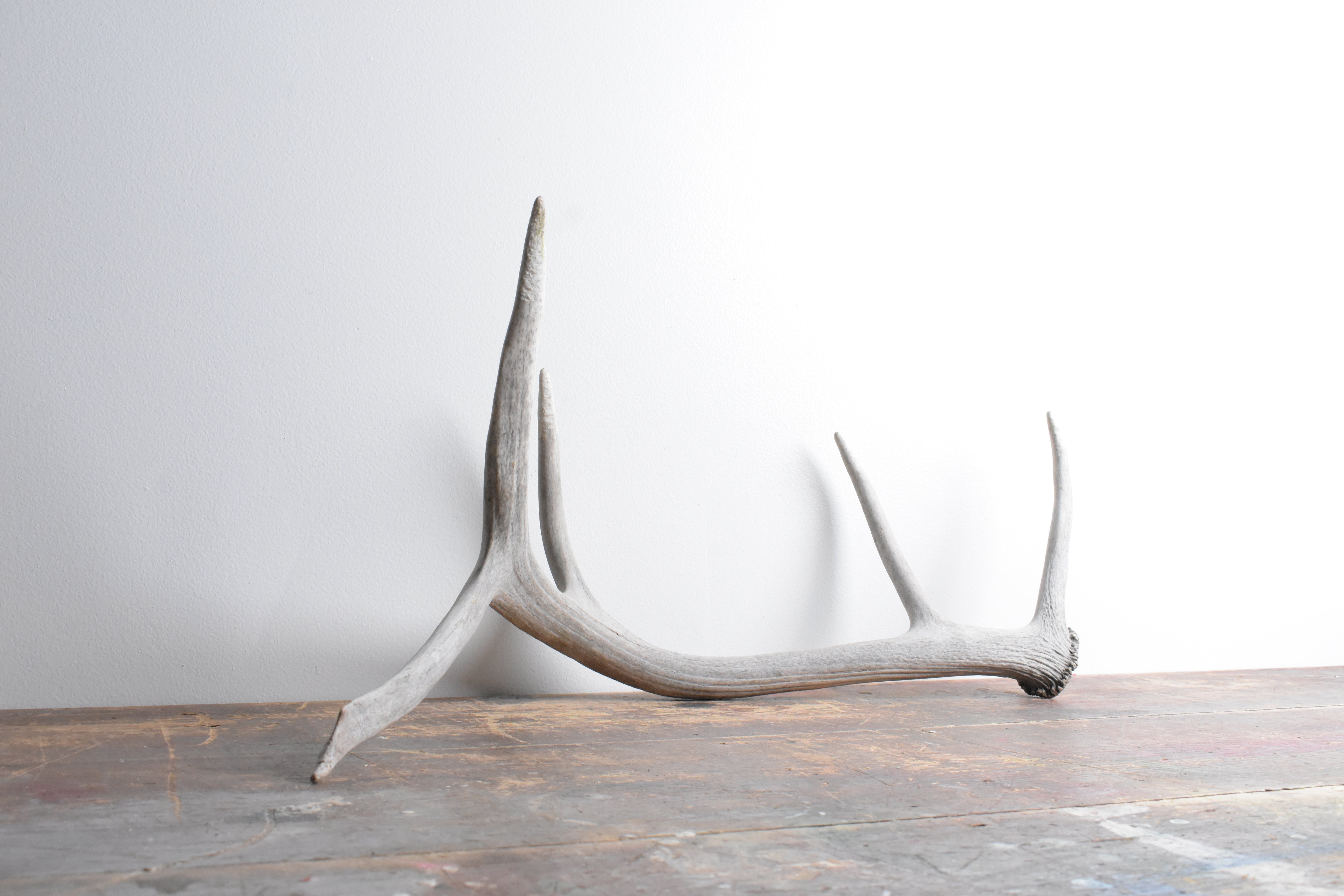 Elk Antler | 76
