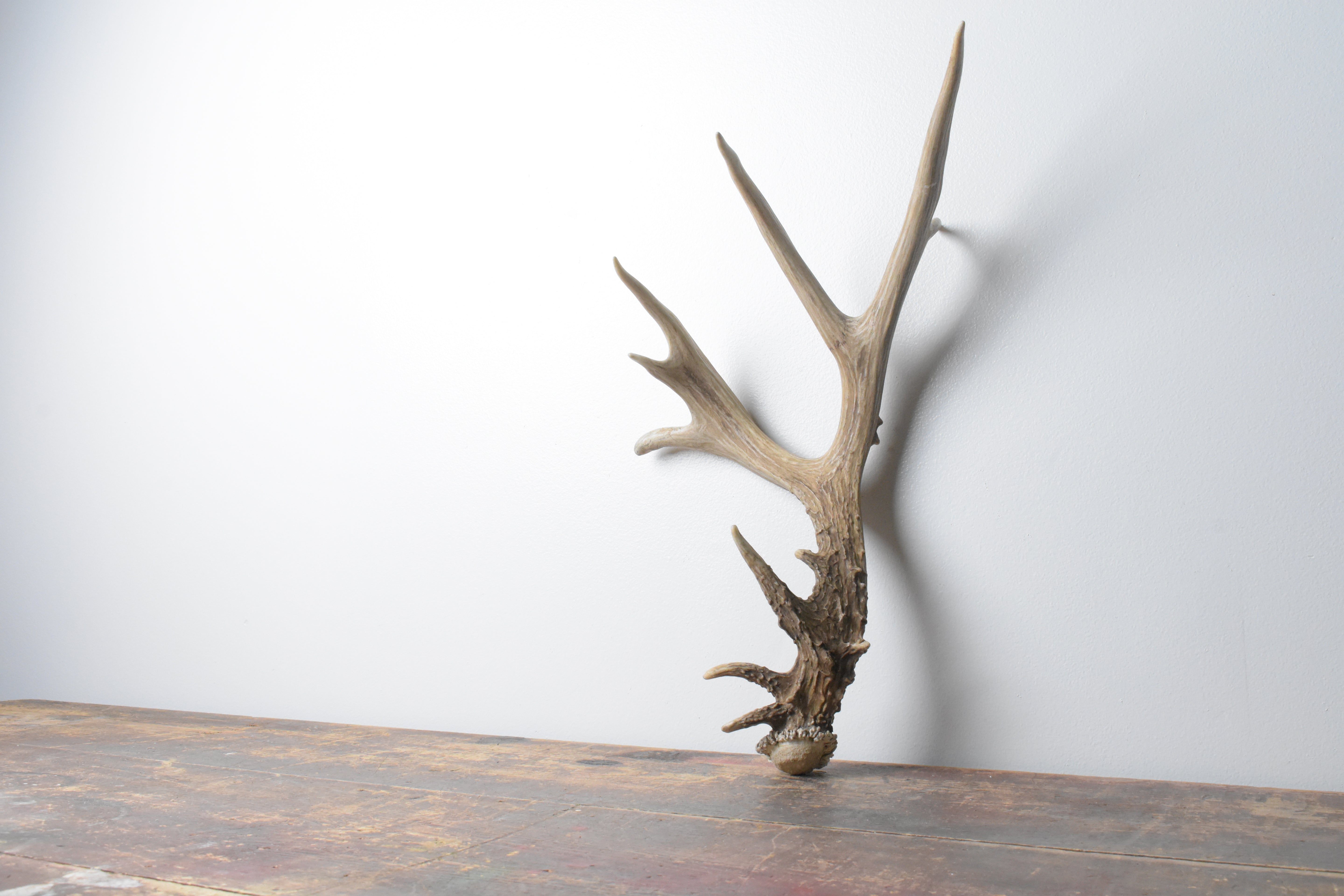 Mule Deer Antler | 54