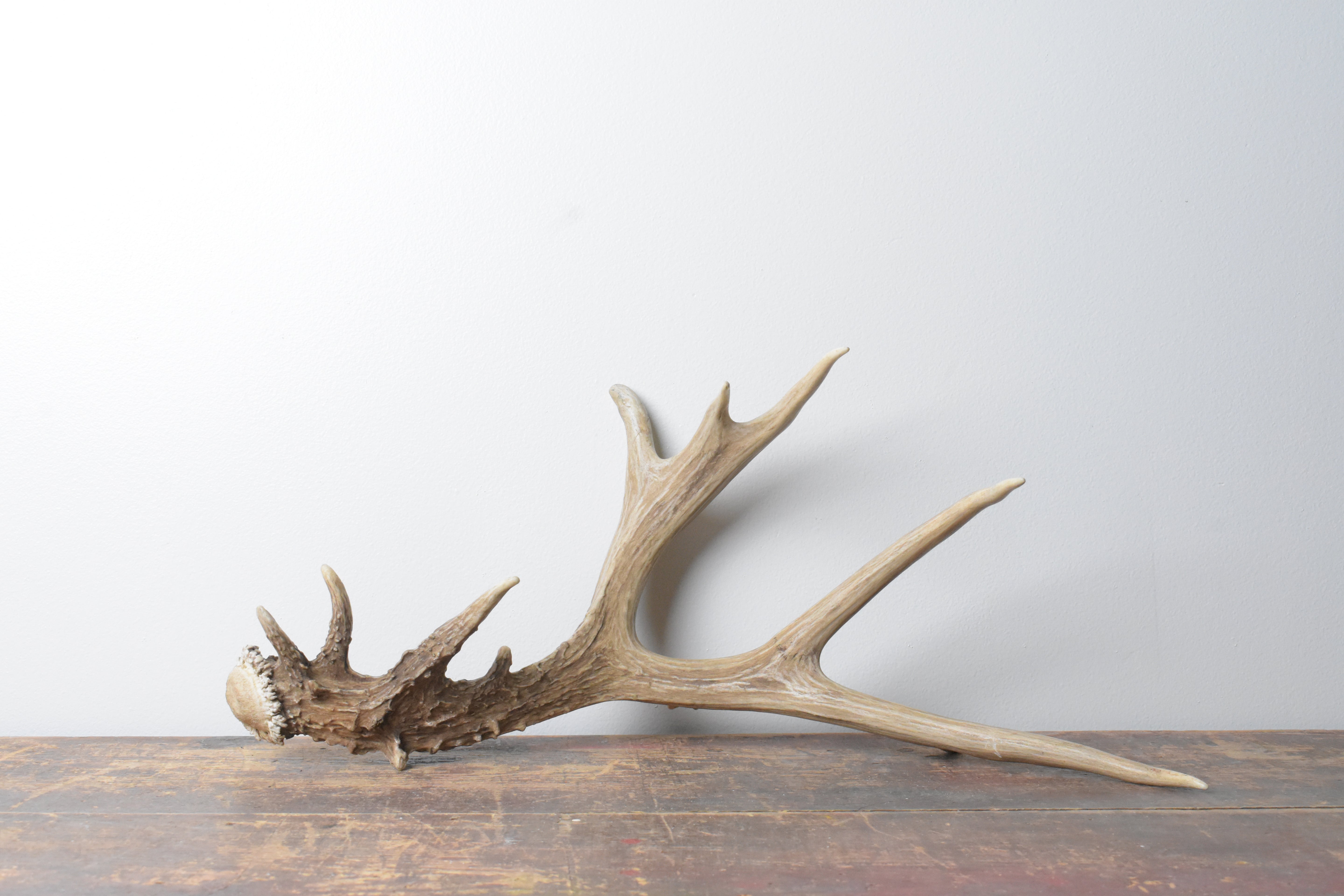 Mule Deer Antler | 54