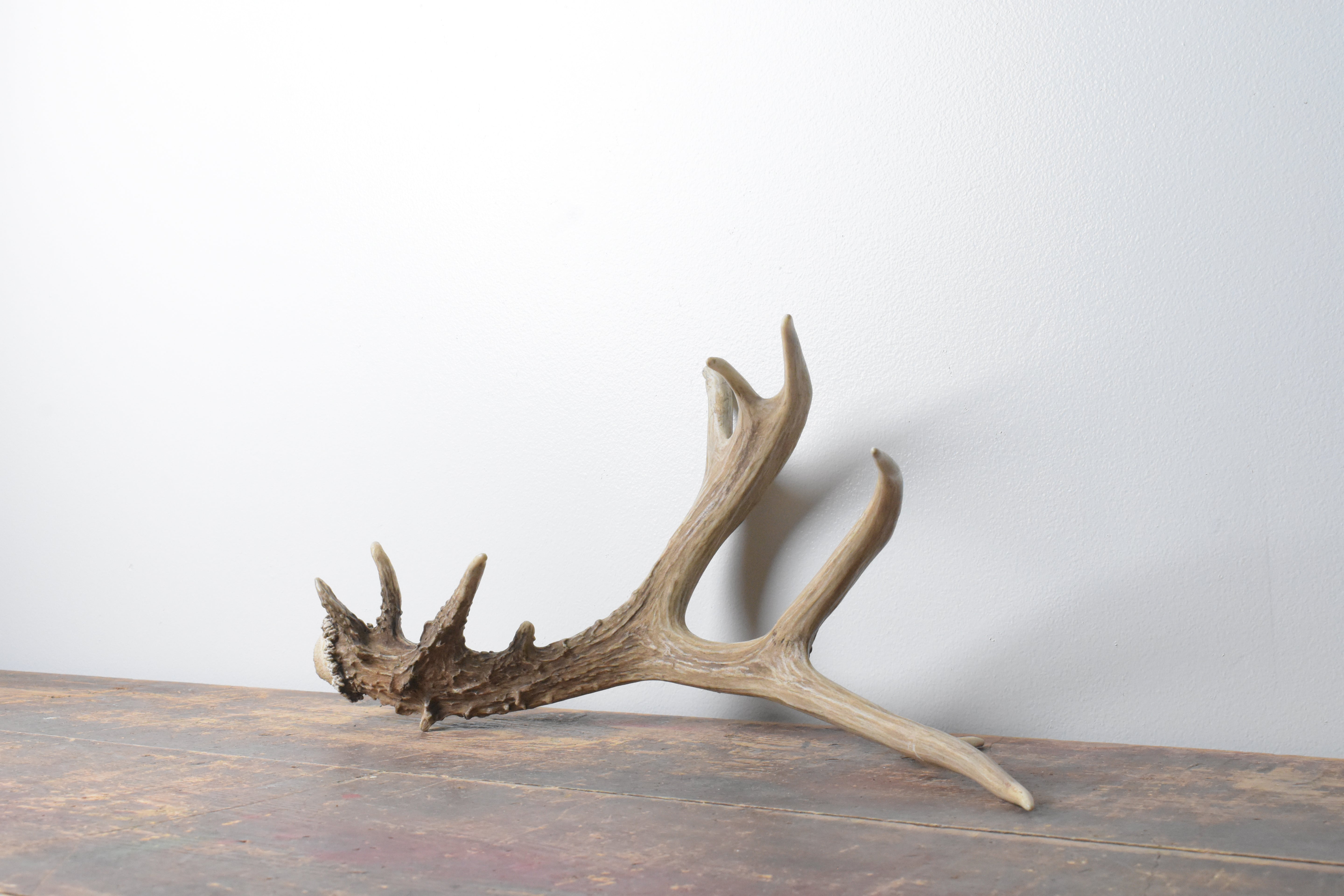 Mule Deer Antler | 54
