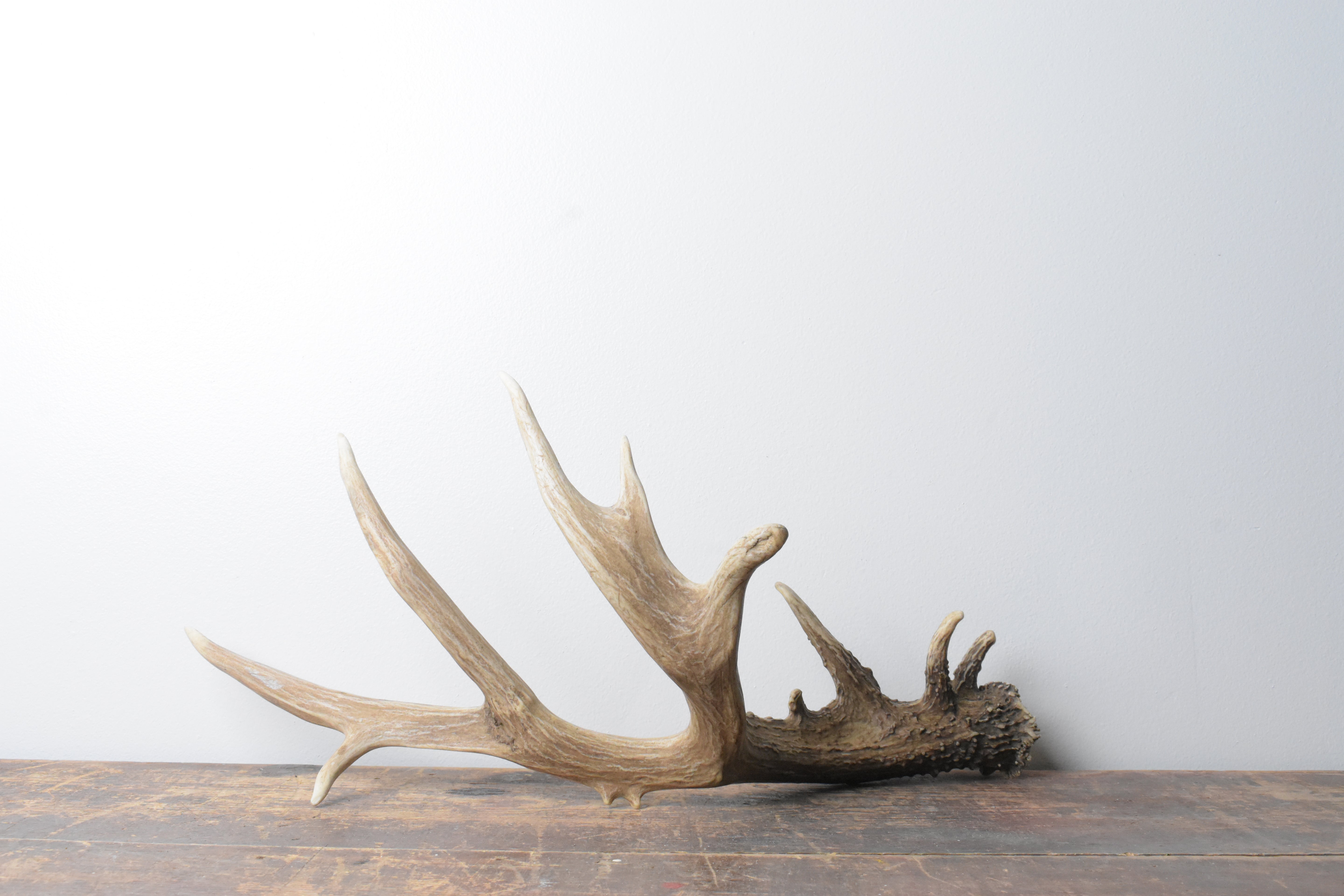 Mule Deer Antler | 54