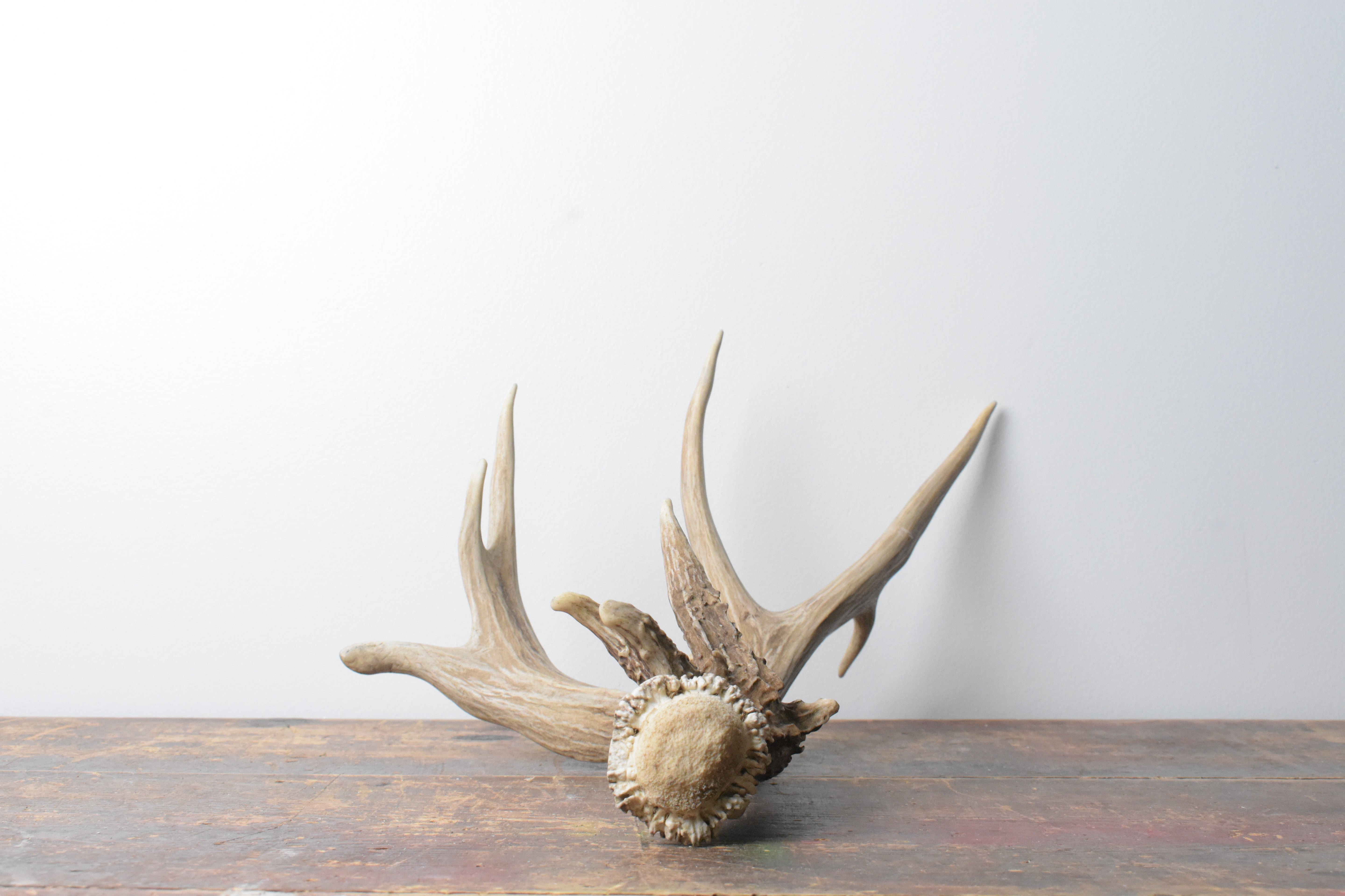 Mule Deer Antler | 54
