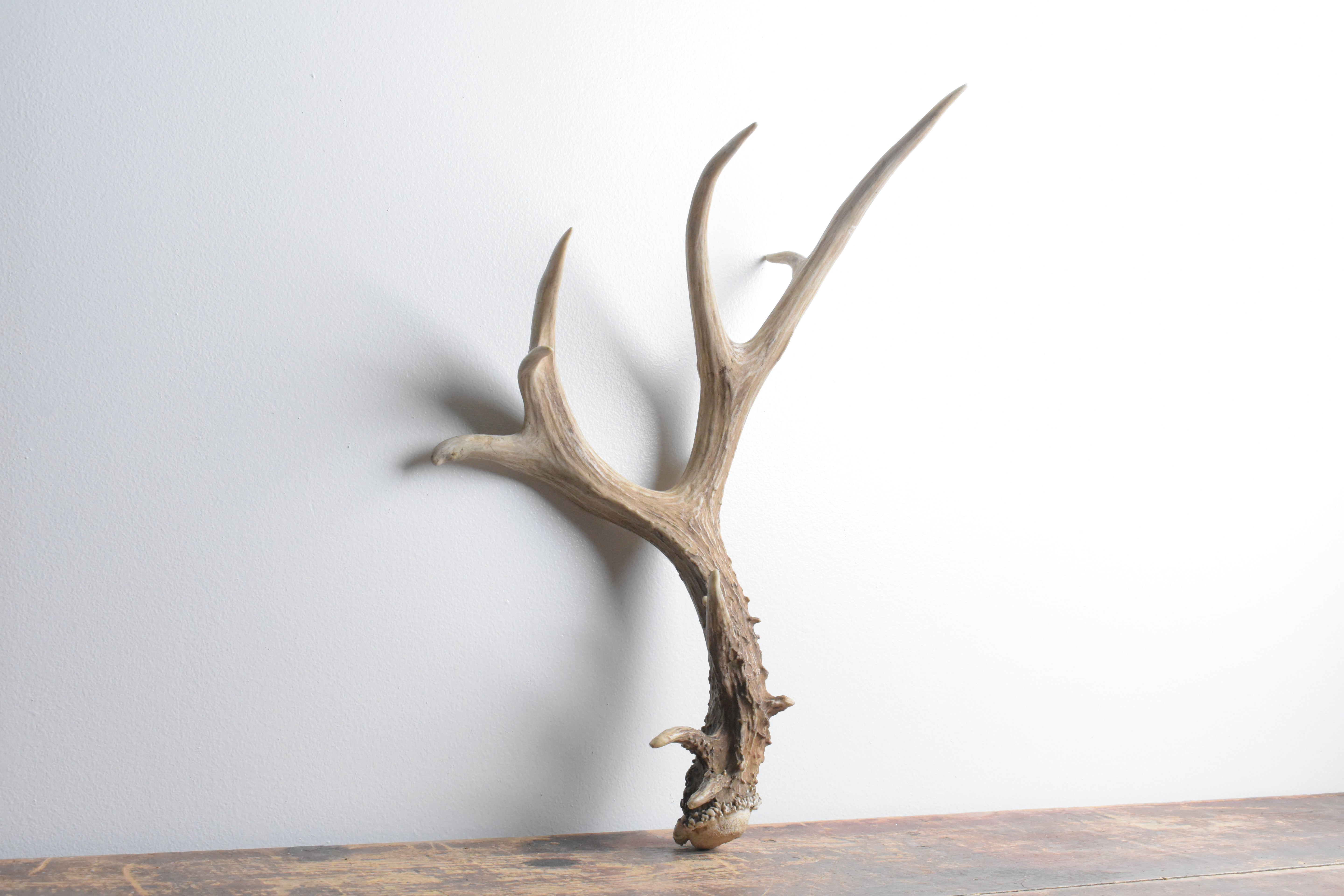 Mule Deer Antler | 54