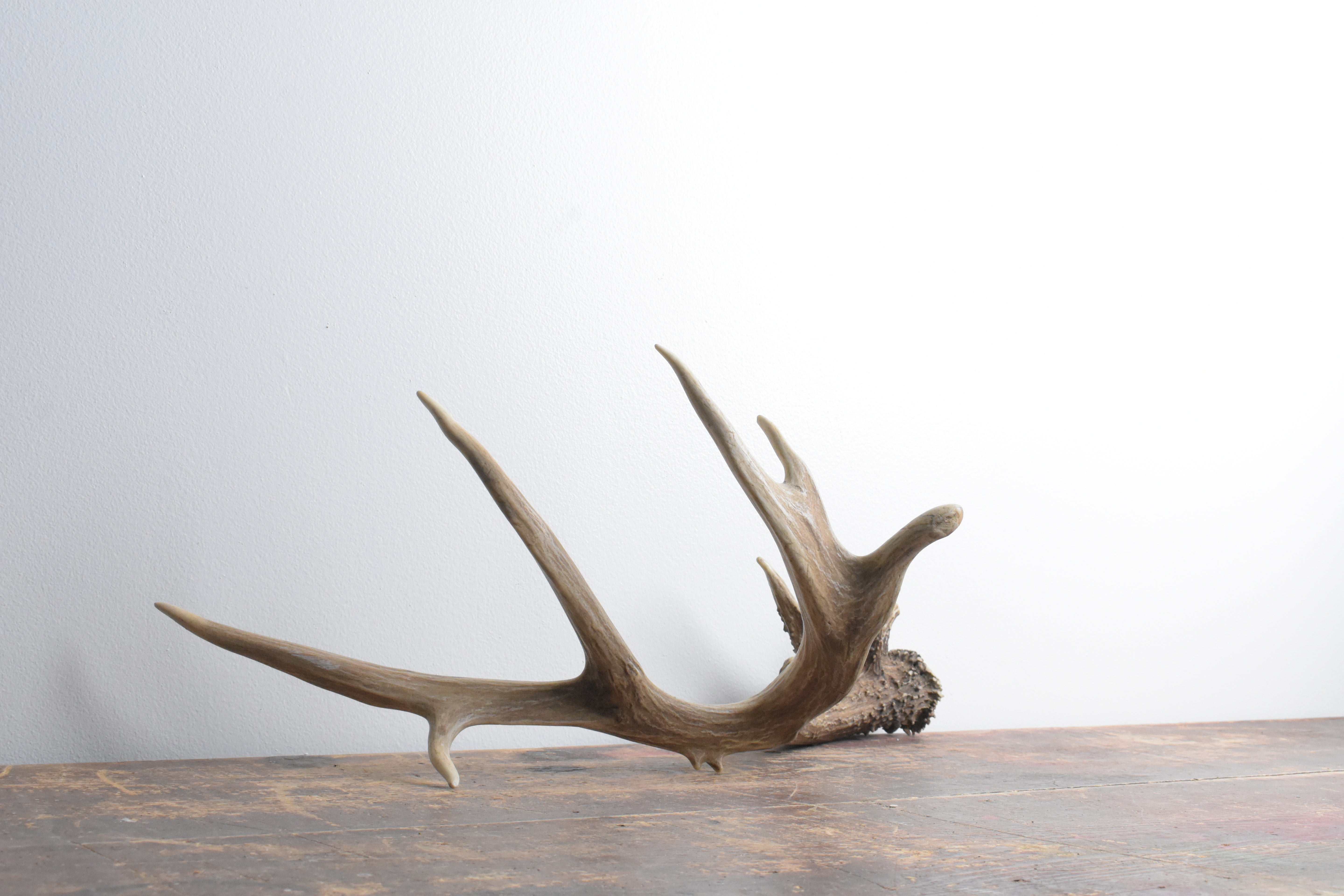 Mule Deer Antler | 54