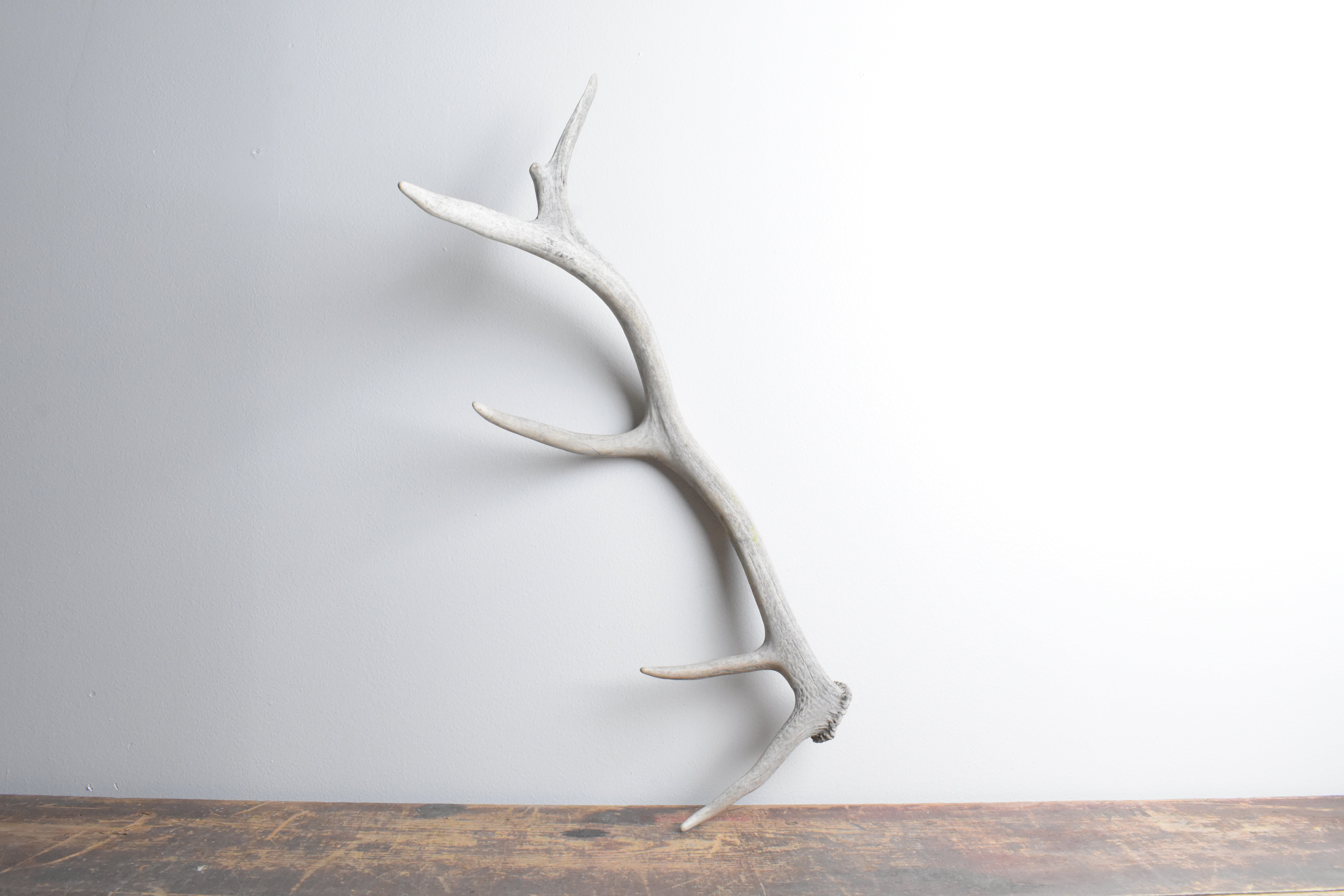 Elk Antler | Small Size | 83