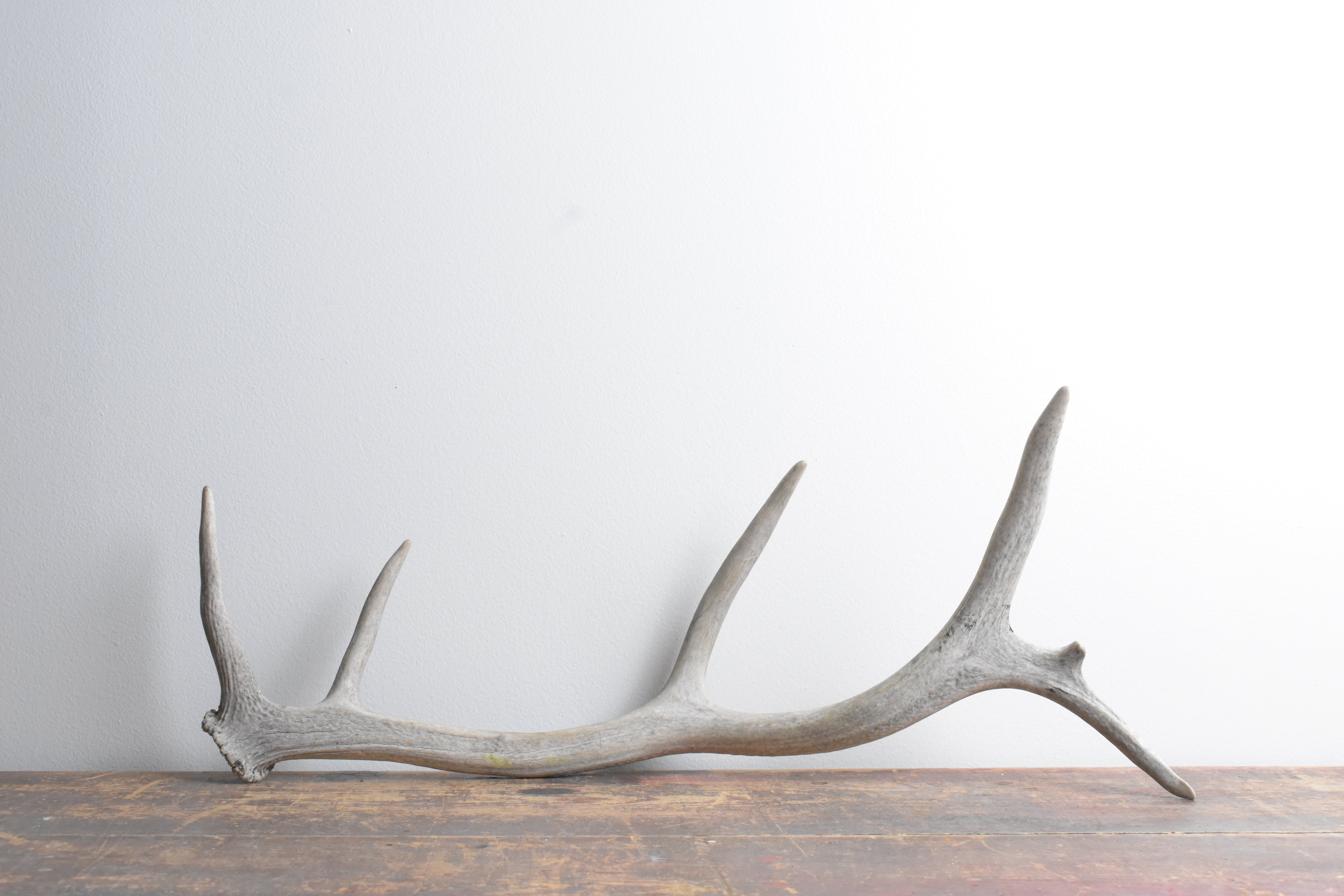 Elk Antler | 83