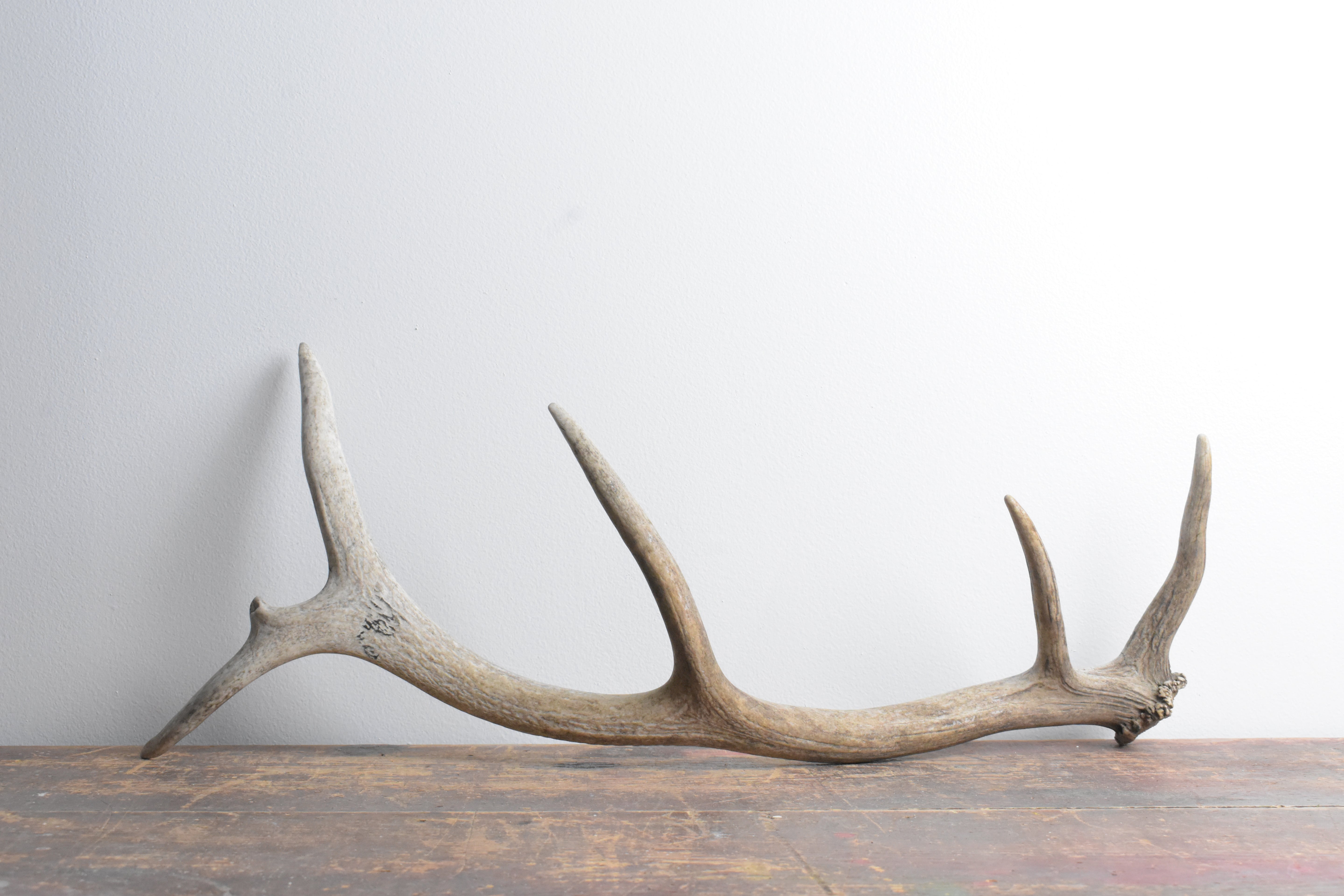 Elk Antler | Small Size | 83