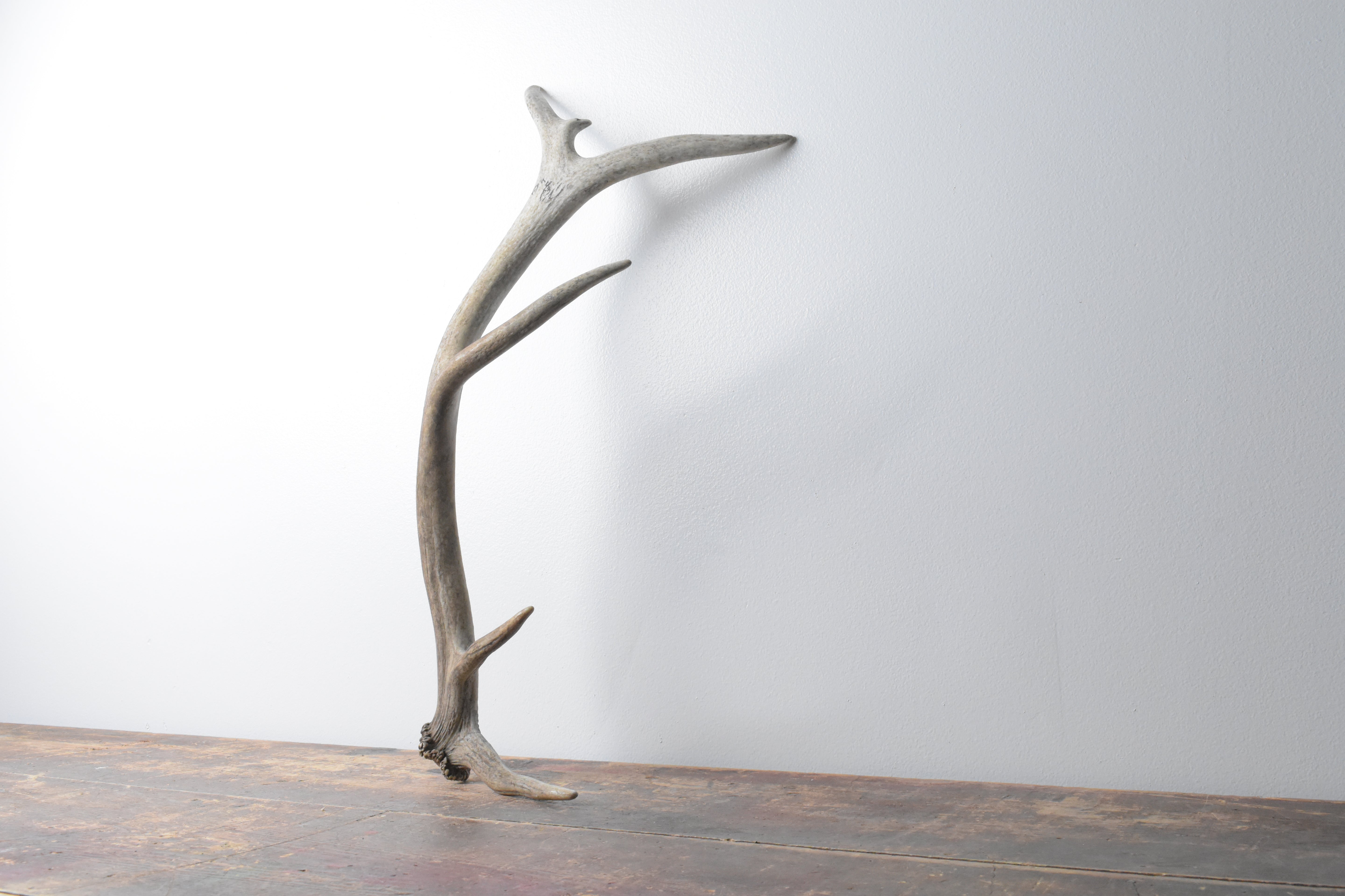 Elk Antler | Small Size | 83