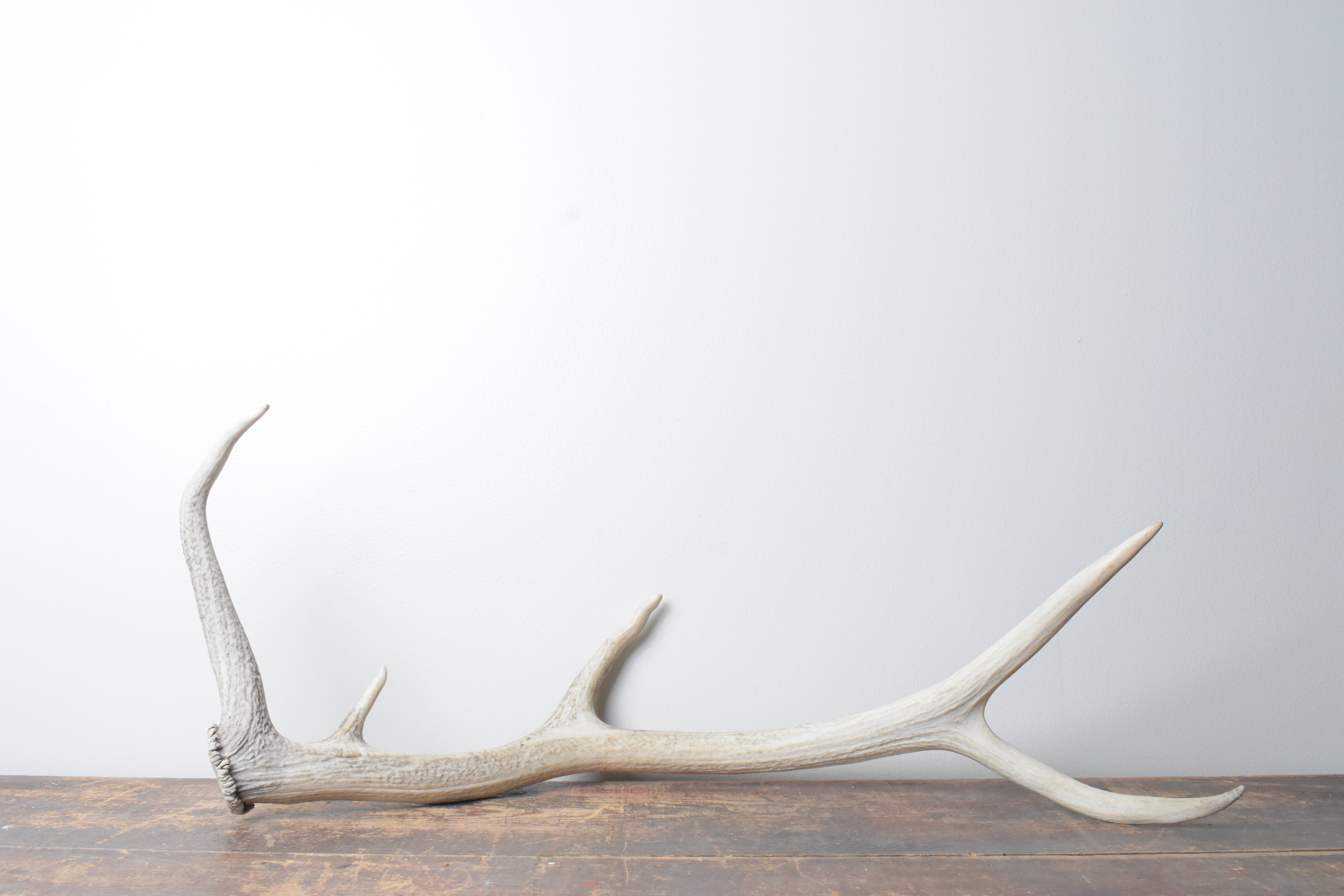 Elk Antler | 65 | SOLD OUT
