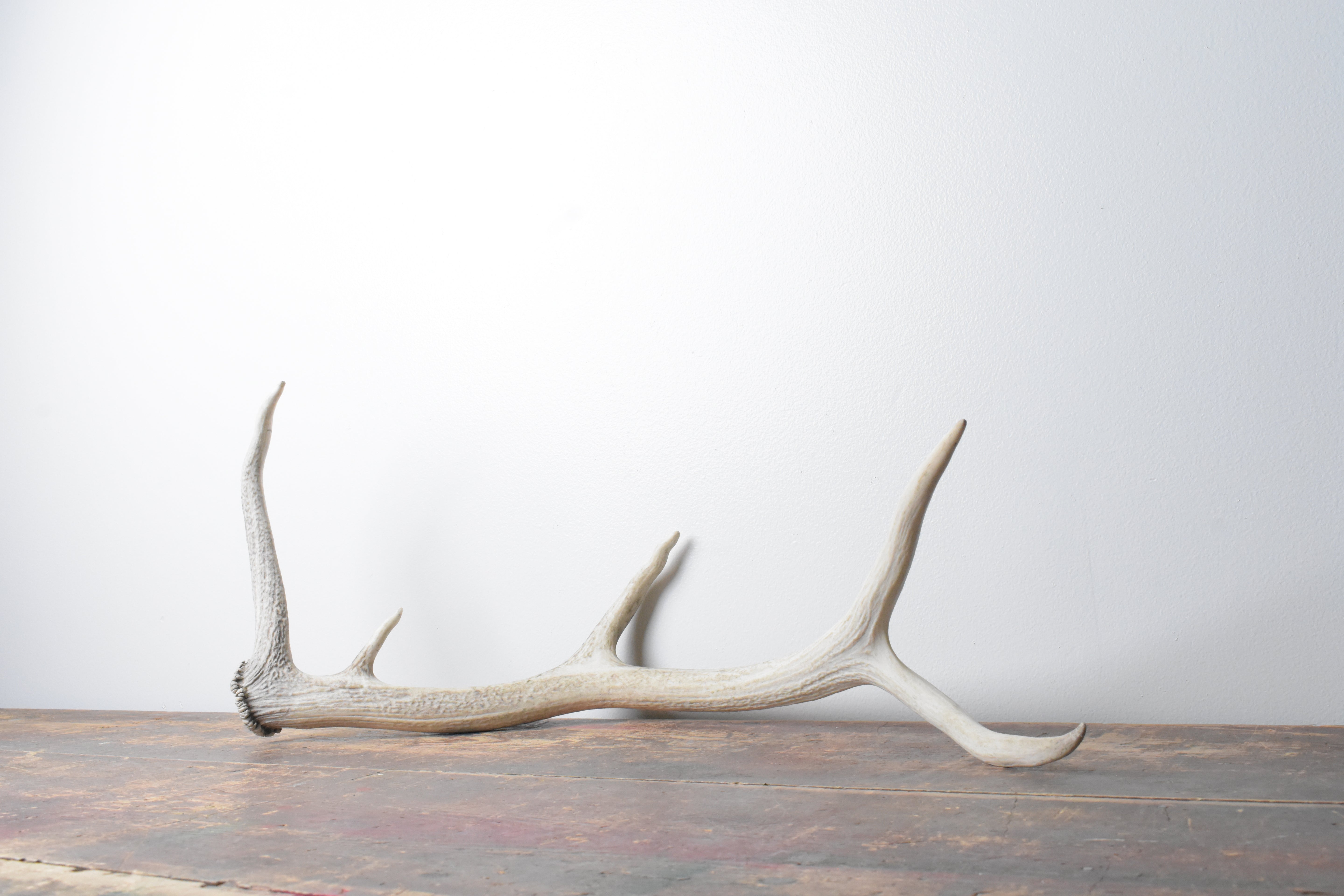 Elk Antler | 65 | SOLD OUT