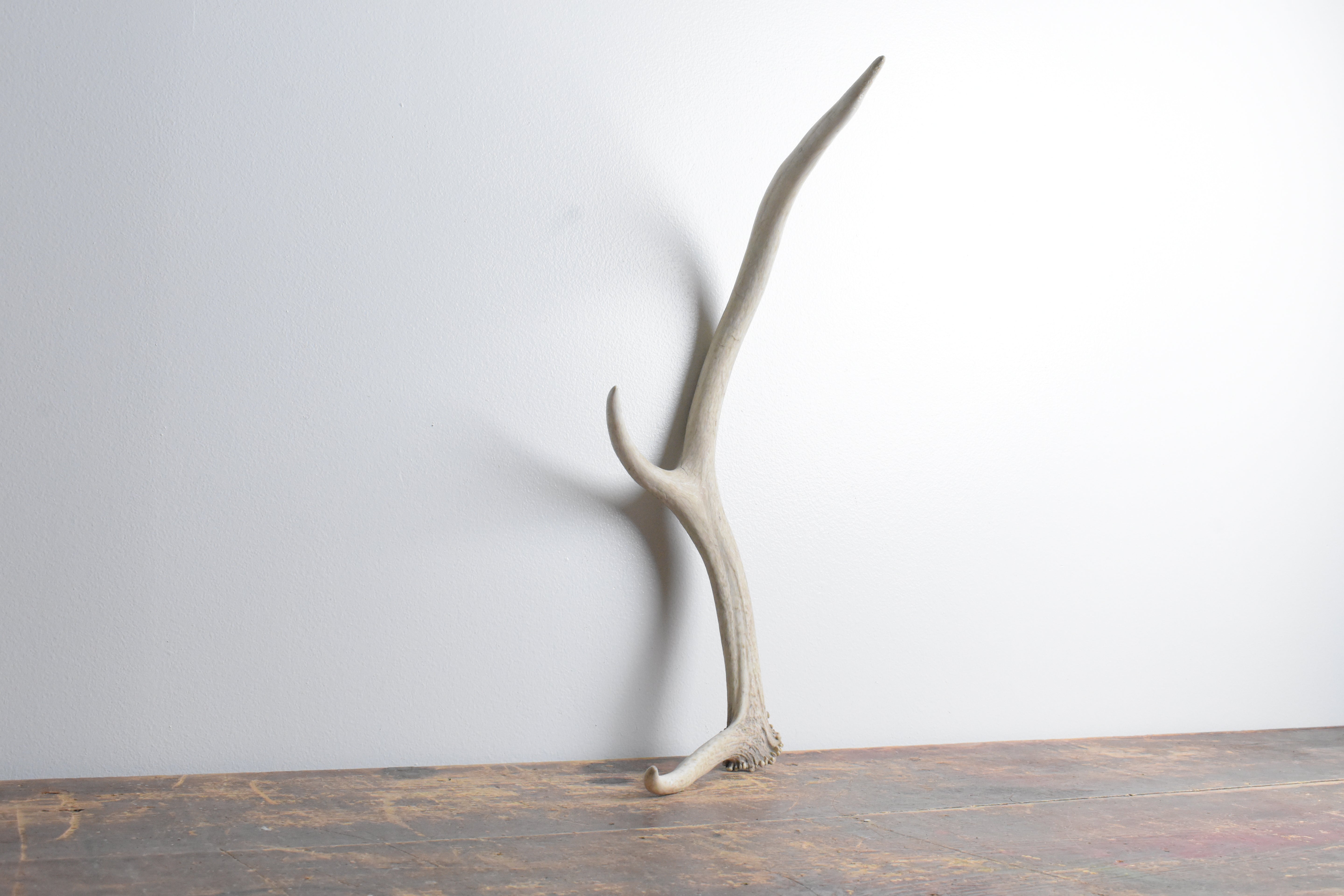 Elk Antler | Small Size | 66